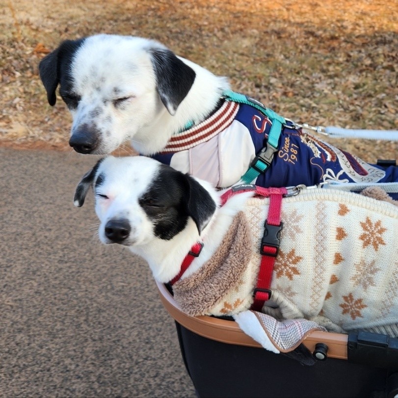 마루 다미 (마원,마투) 소식입니다