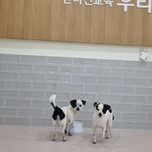 마루 다미 (마원,마투) 소식입니다