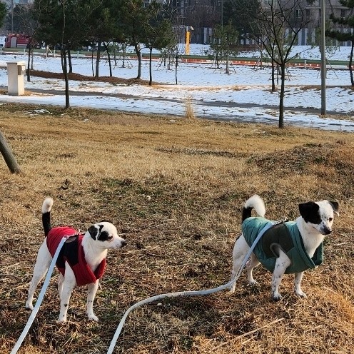 마루 다미 (마원,마투) 소식입니다