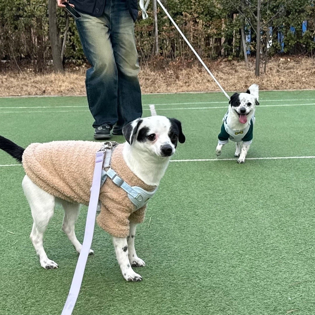 마루 다미 (마원,마투) 소식입니다