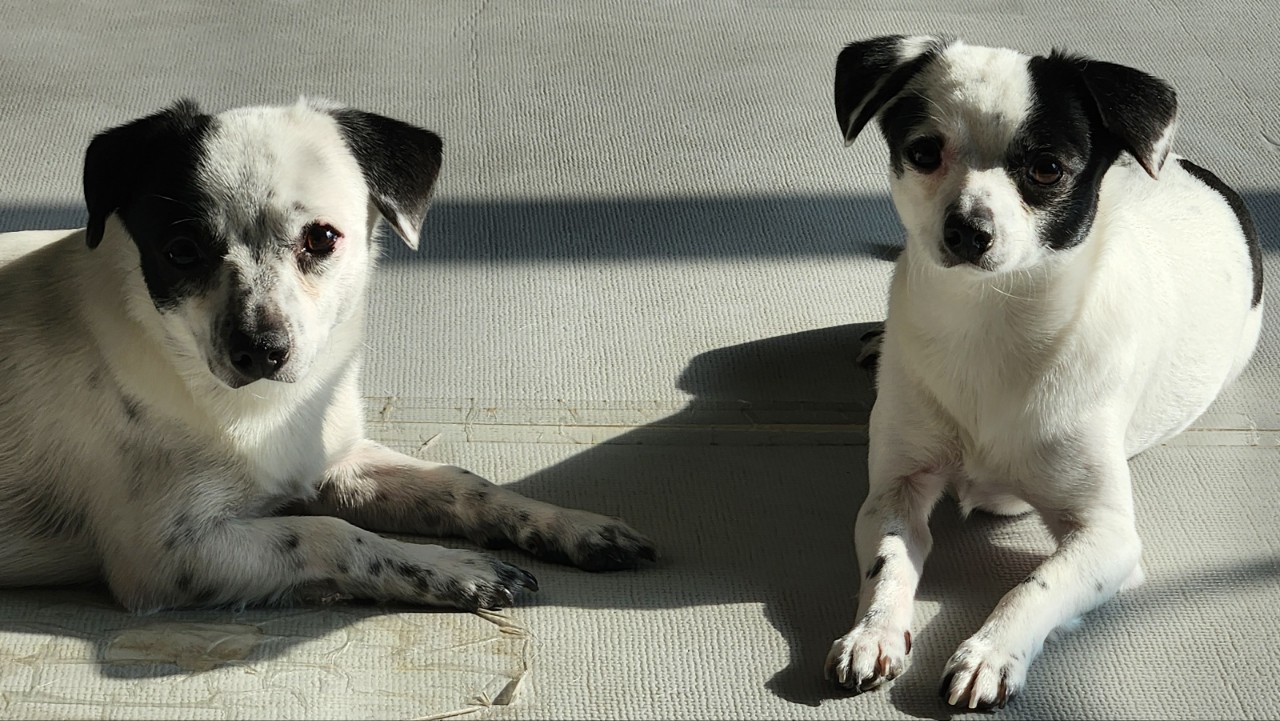 마루 다미 (마원,마투) 소식입니다