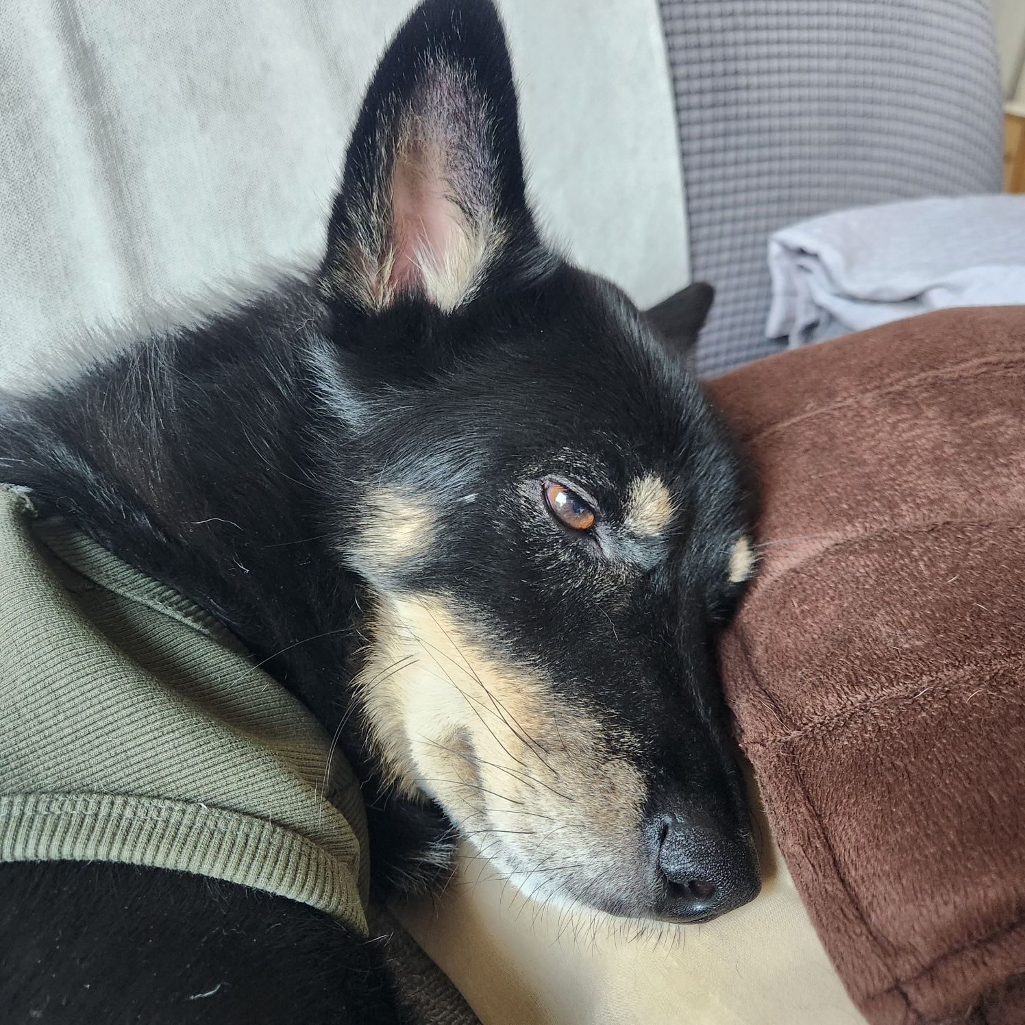 흑치, 대추 오랜만에 인사드려요~^^