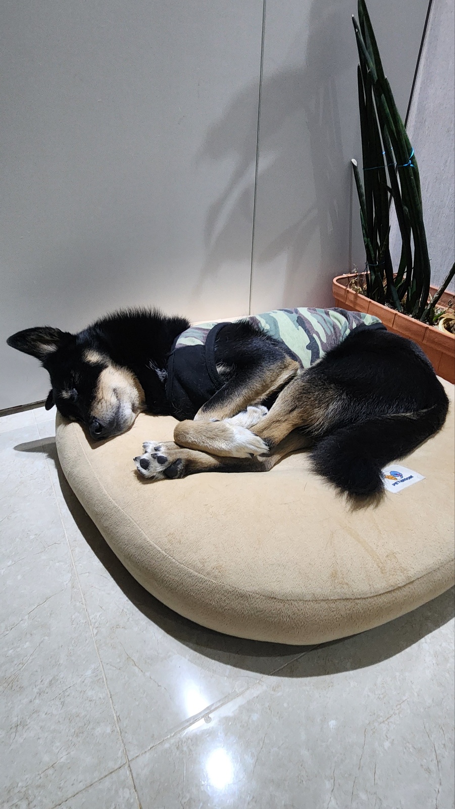 흑치, 대추 오랜만에 인사드려요~^^