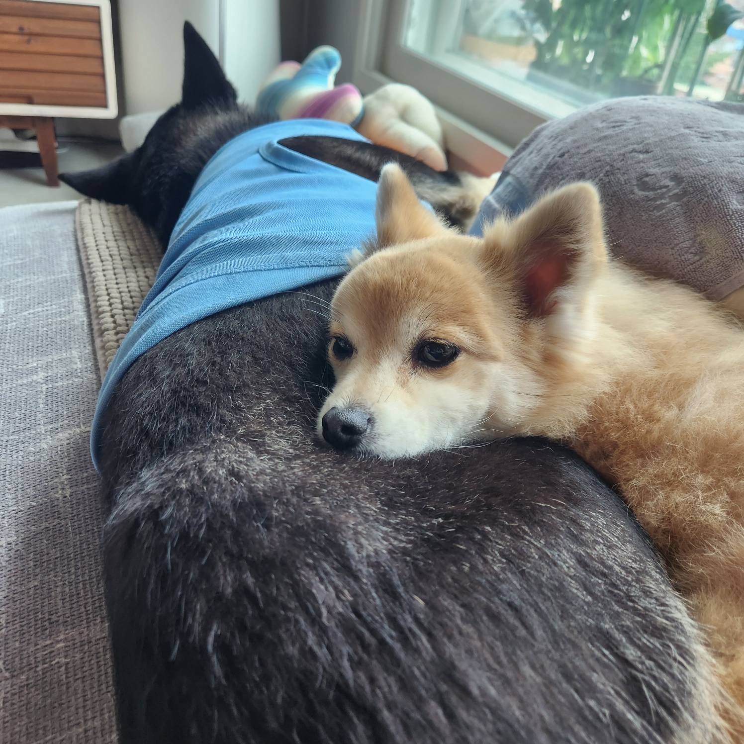 흑치, 대추 오랜만에 인사드려요~^^