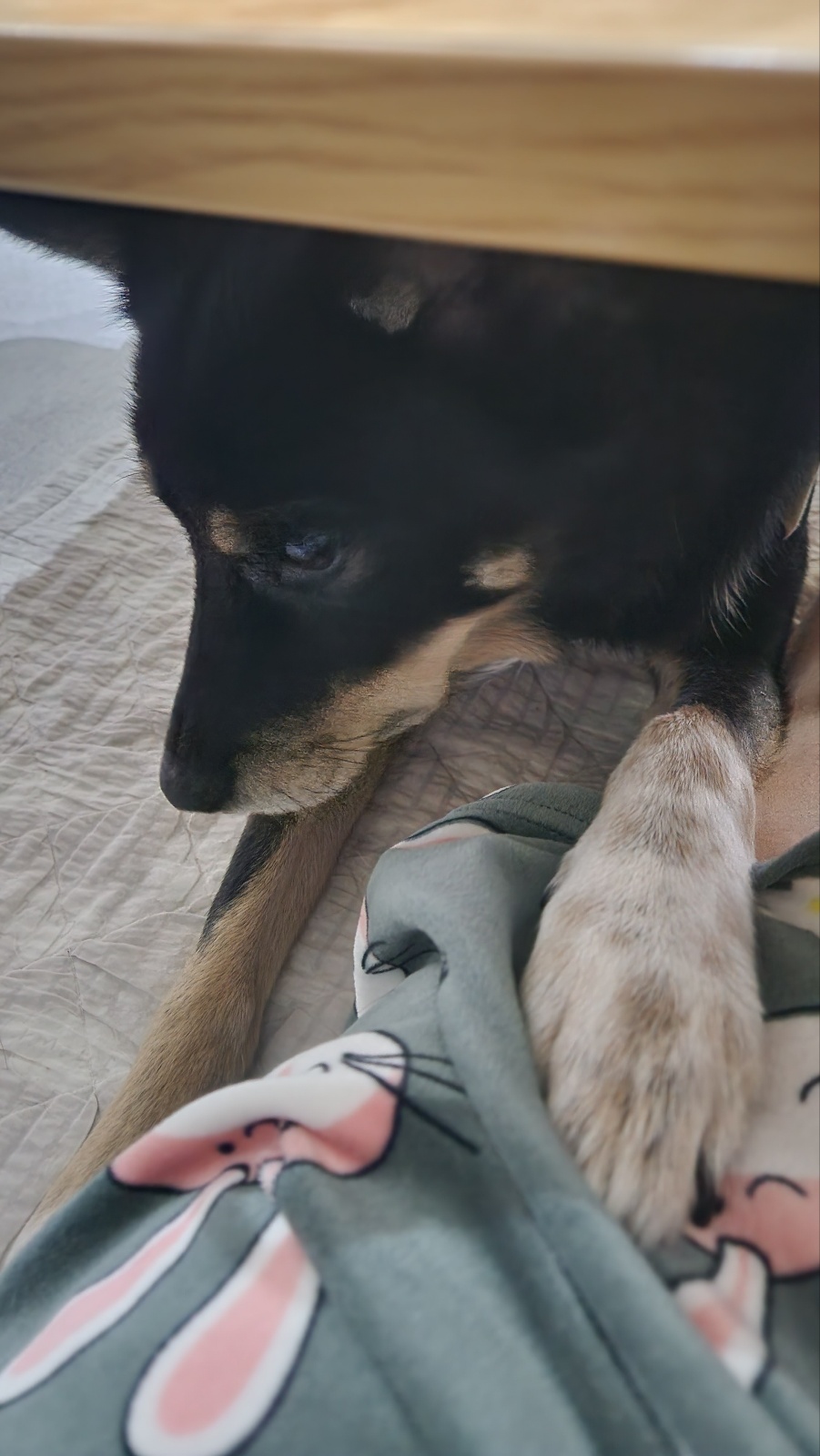 흑치, 대추 오랜만에 인사드려요~^^