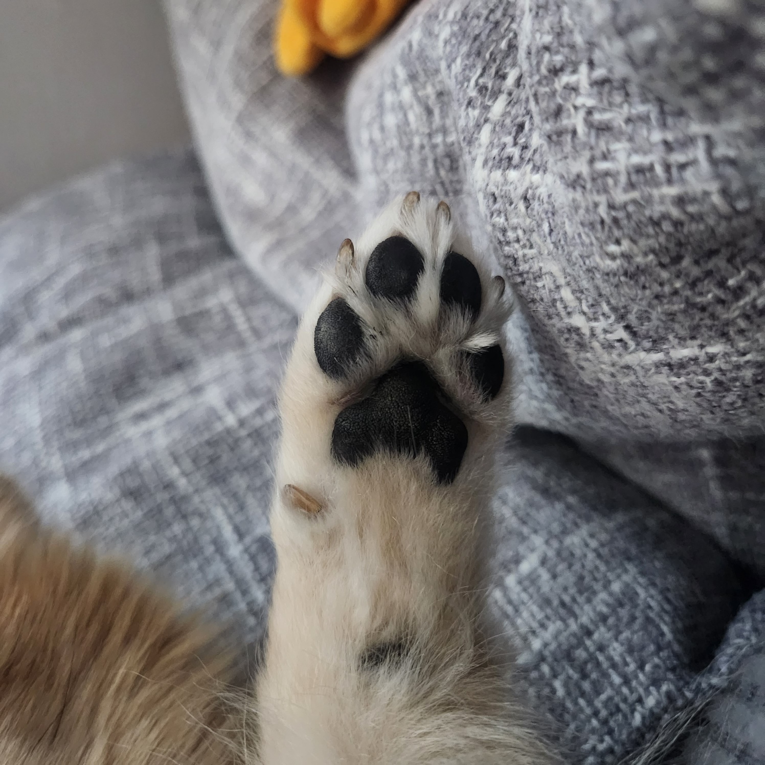 흑치, 대추 오랜만에 인사드려요~^^