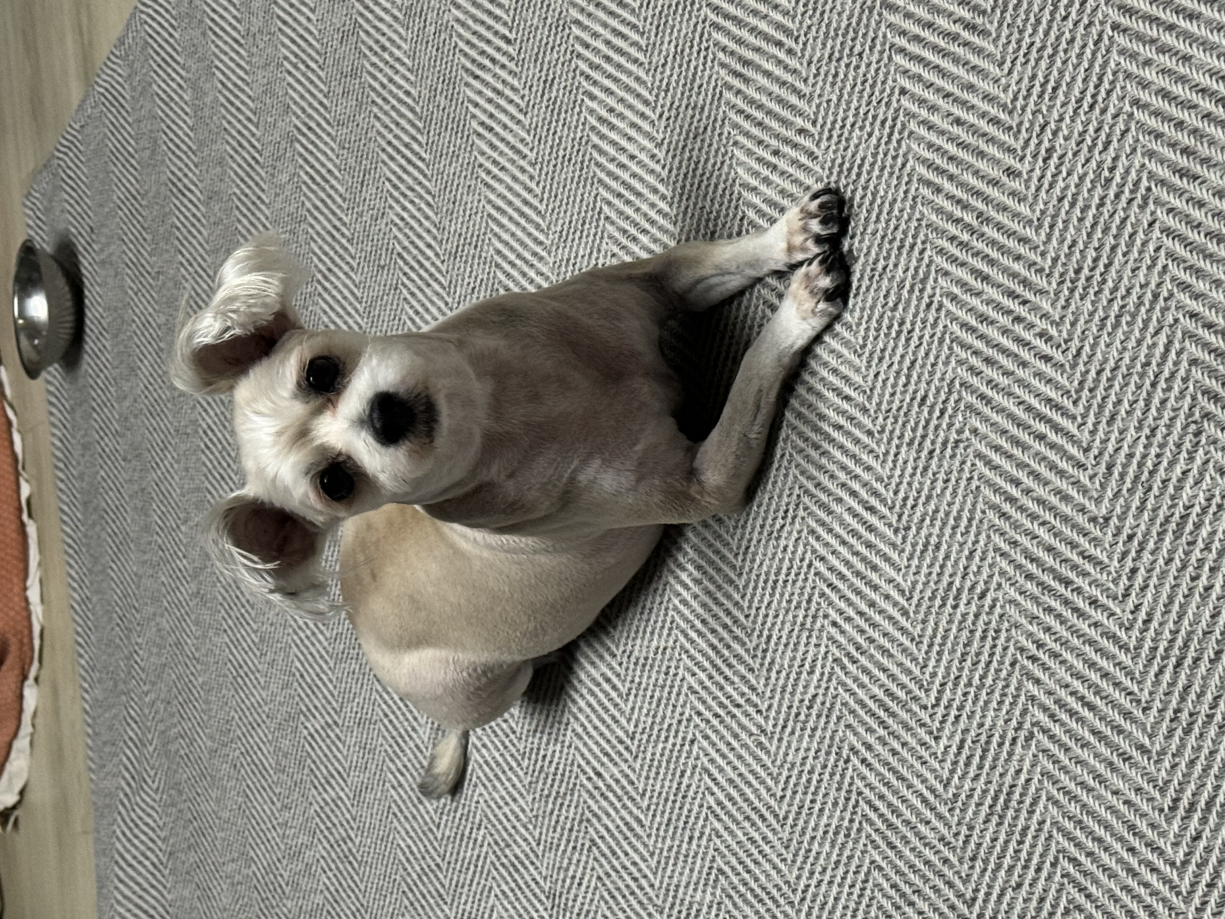 진이(바비) 소식 전해요~