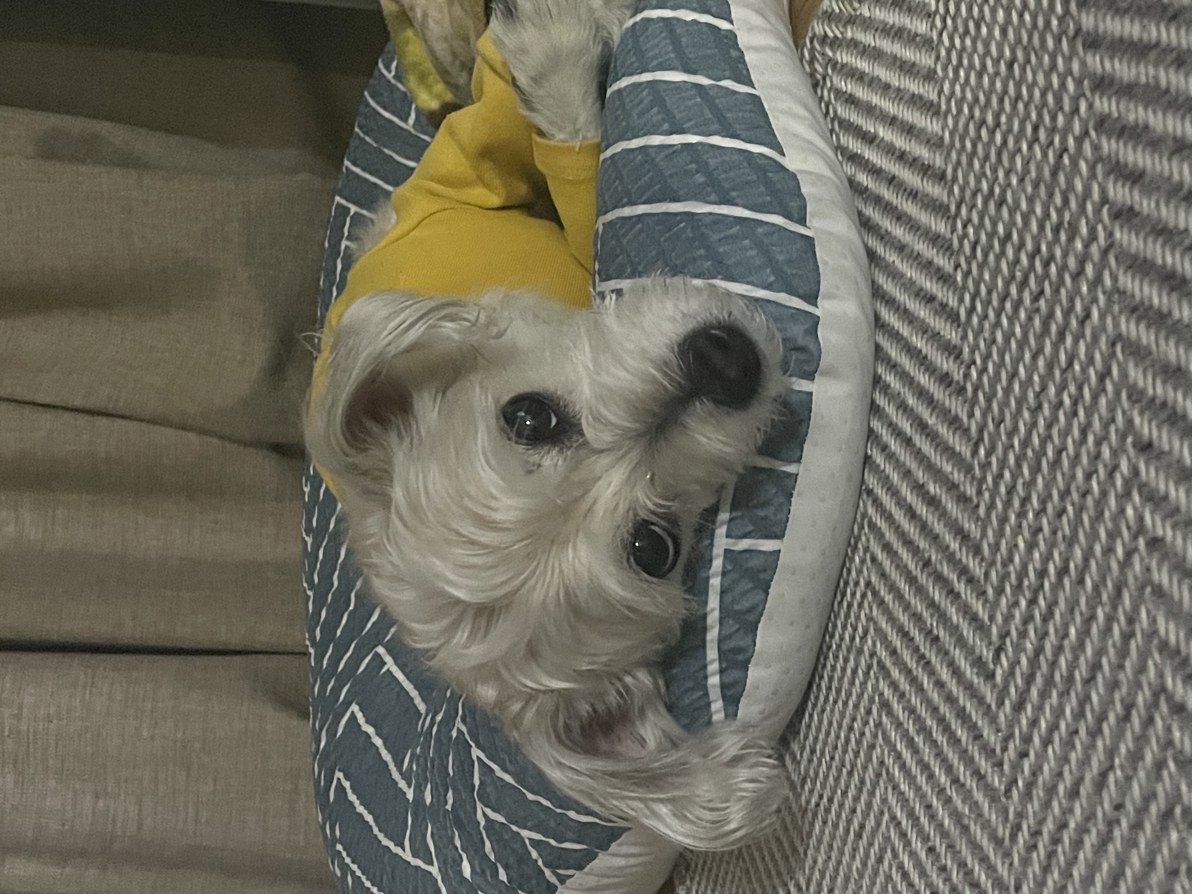 진이(바비) 소식 전해요~