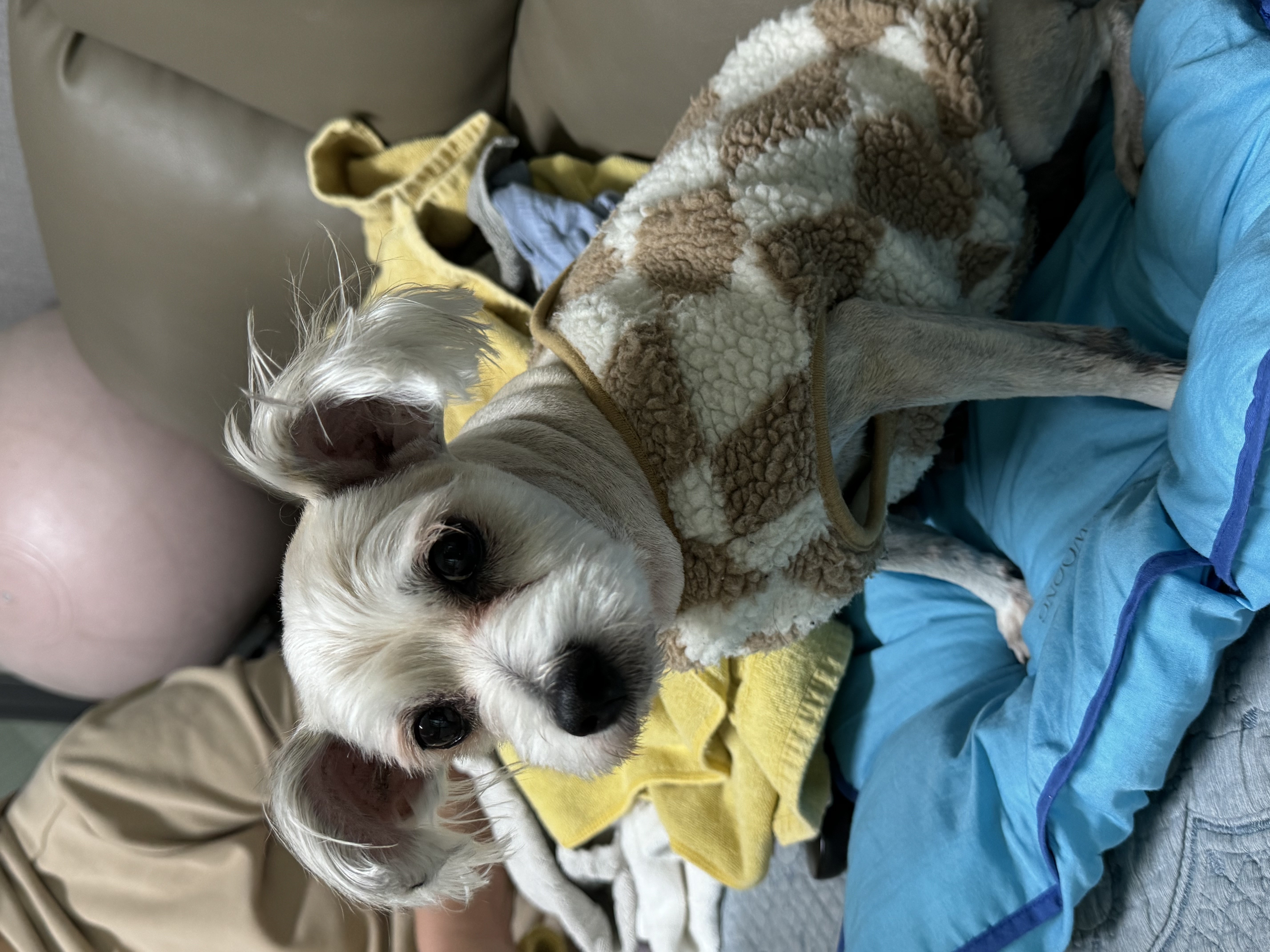 진이(바비) 소식 전해요~