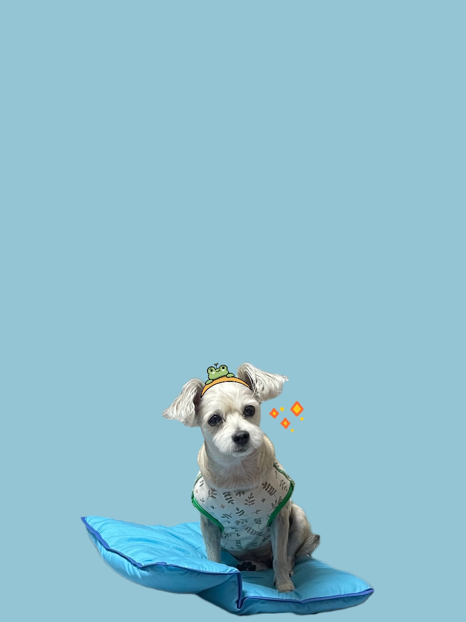 진이(바비) 소식 전해요~