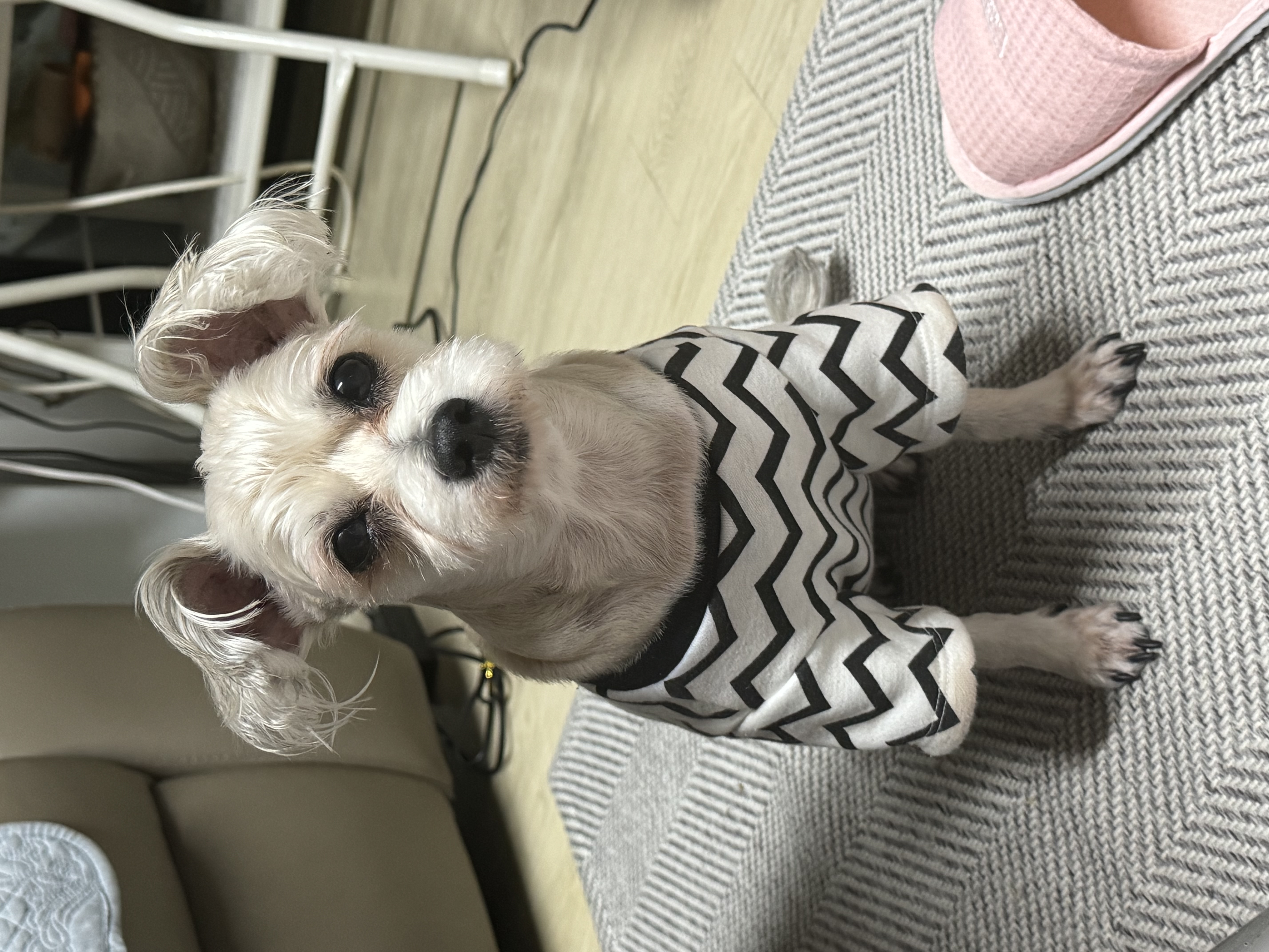 진이(바비) 소식 전해요~