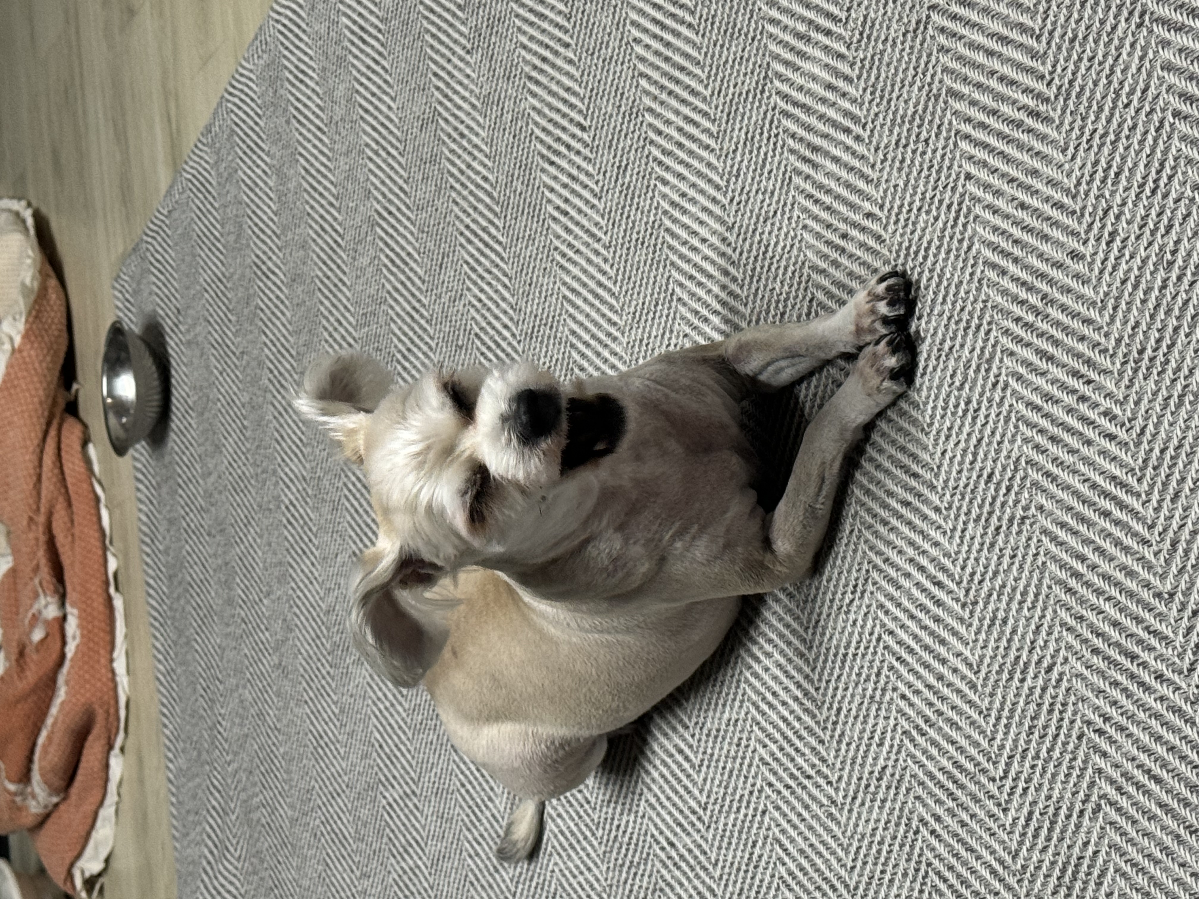 진이(바비) 소식 전해요~