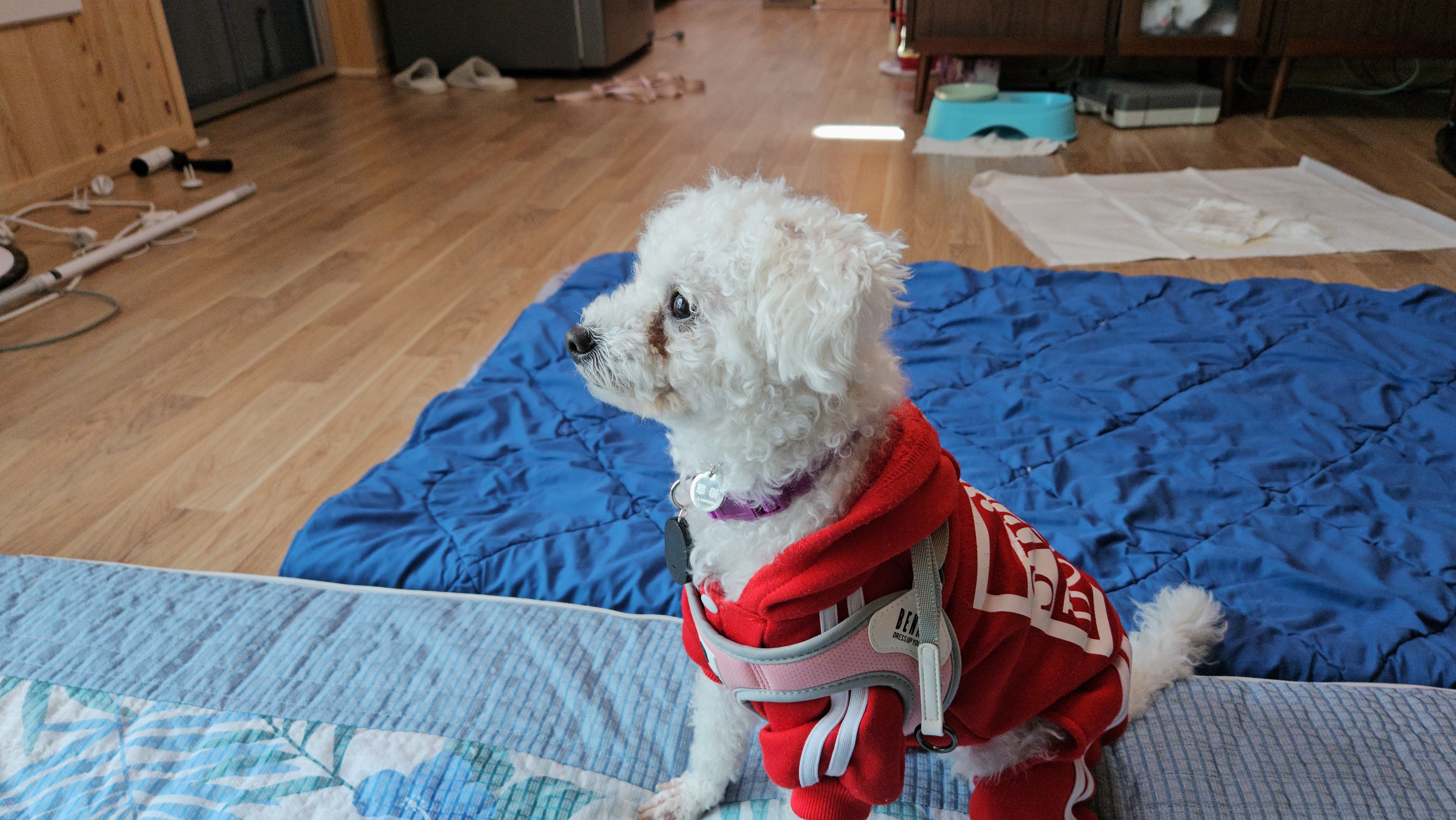 루아(양양이) 소식 전합니다.