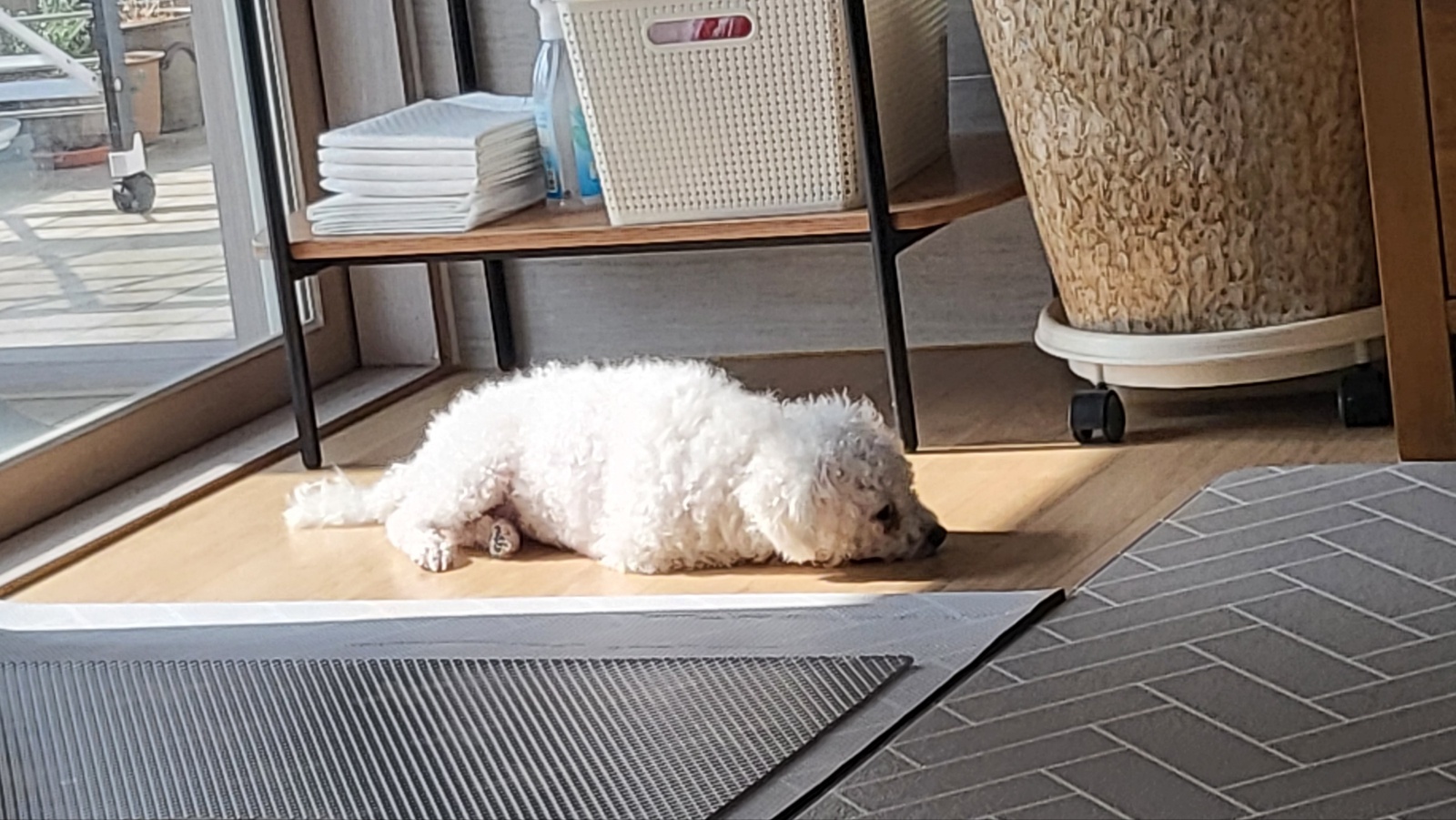 루아(양양이) 소식 전합니다.