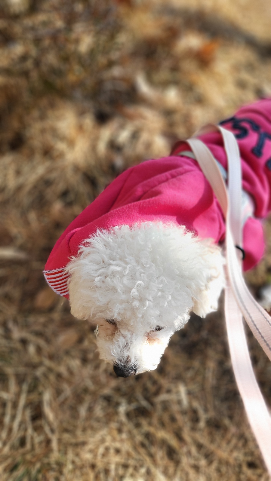 루아(양양이) 소식 전합니다.