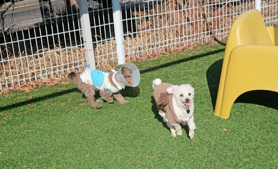 루아(양양이) 소식 전합니다.