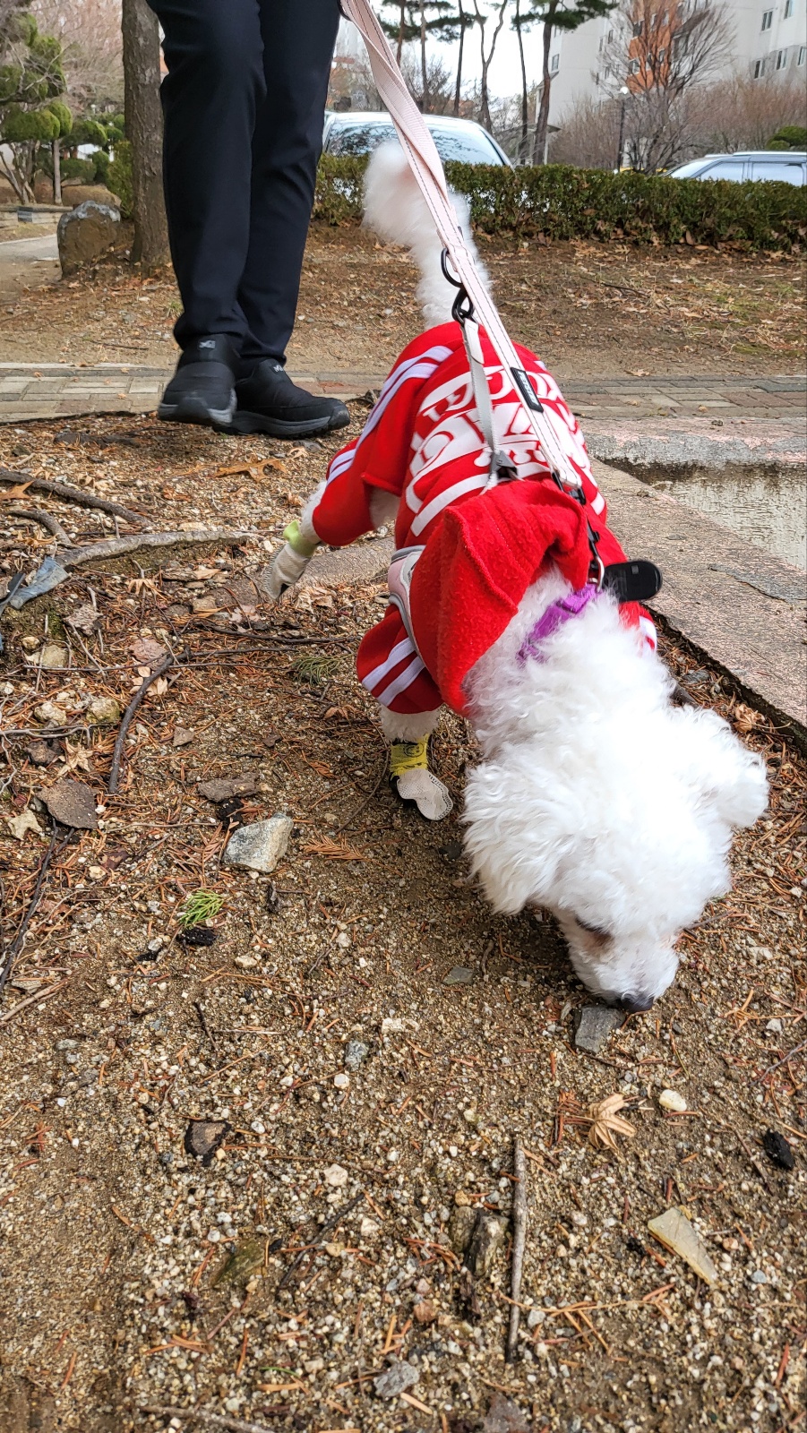 루아(양양이) 소식 전합니다.