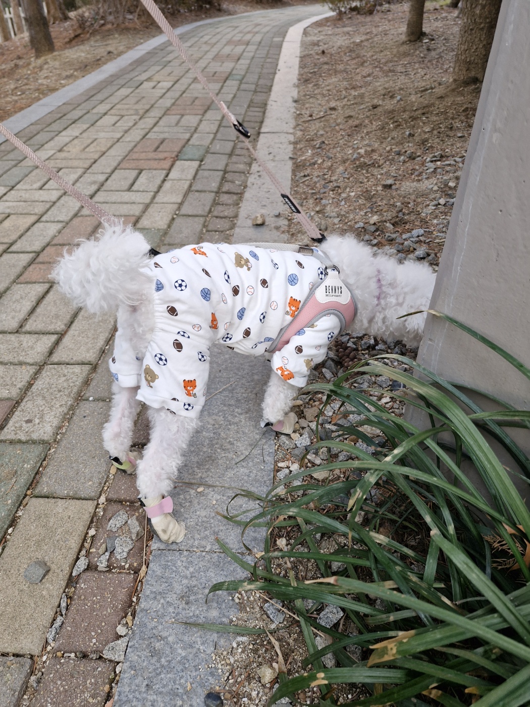 루아(양양이) 소식 전합니다.