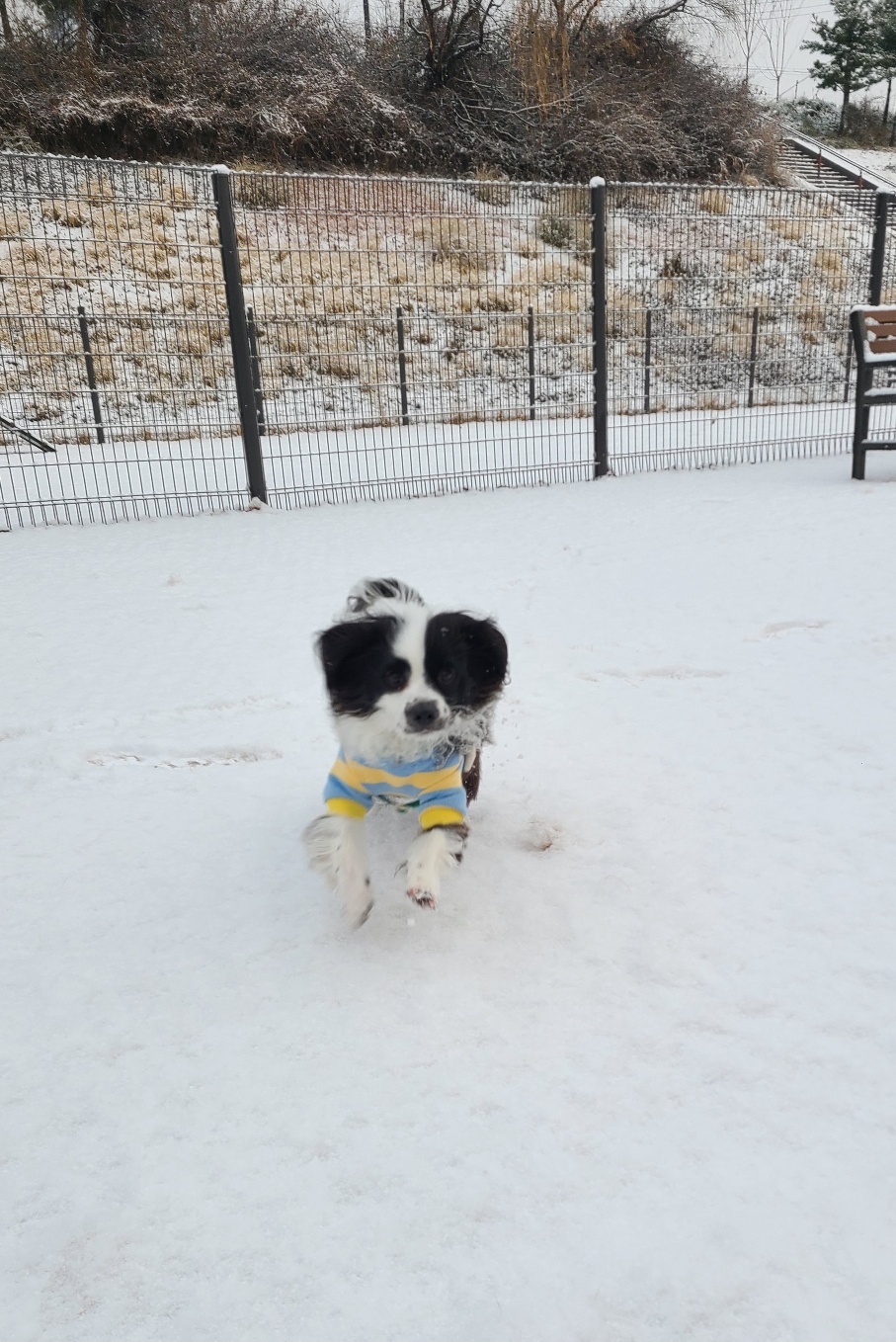 레오(포네) 인사드려요 - 벌써 1년 