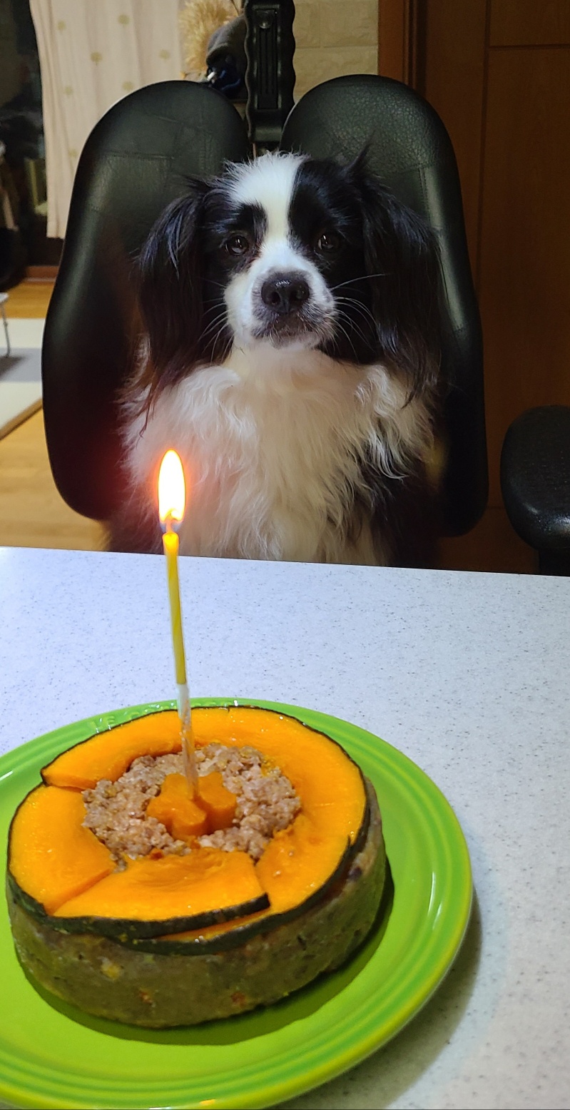 레오(포네) 인사드려요 - 벌써 1년 