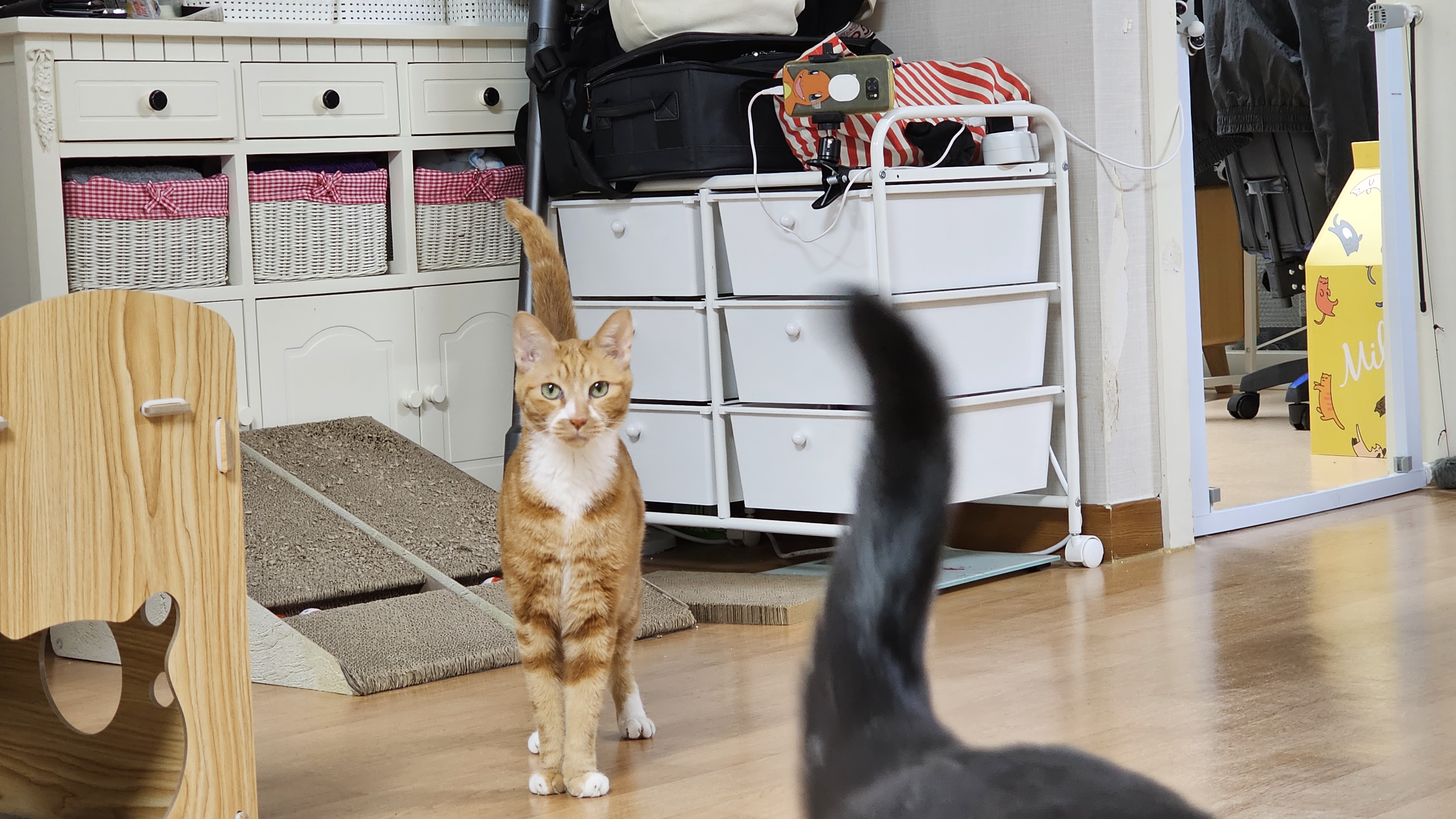 필구와 함께한지 11개월째^^