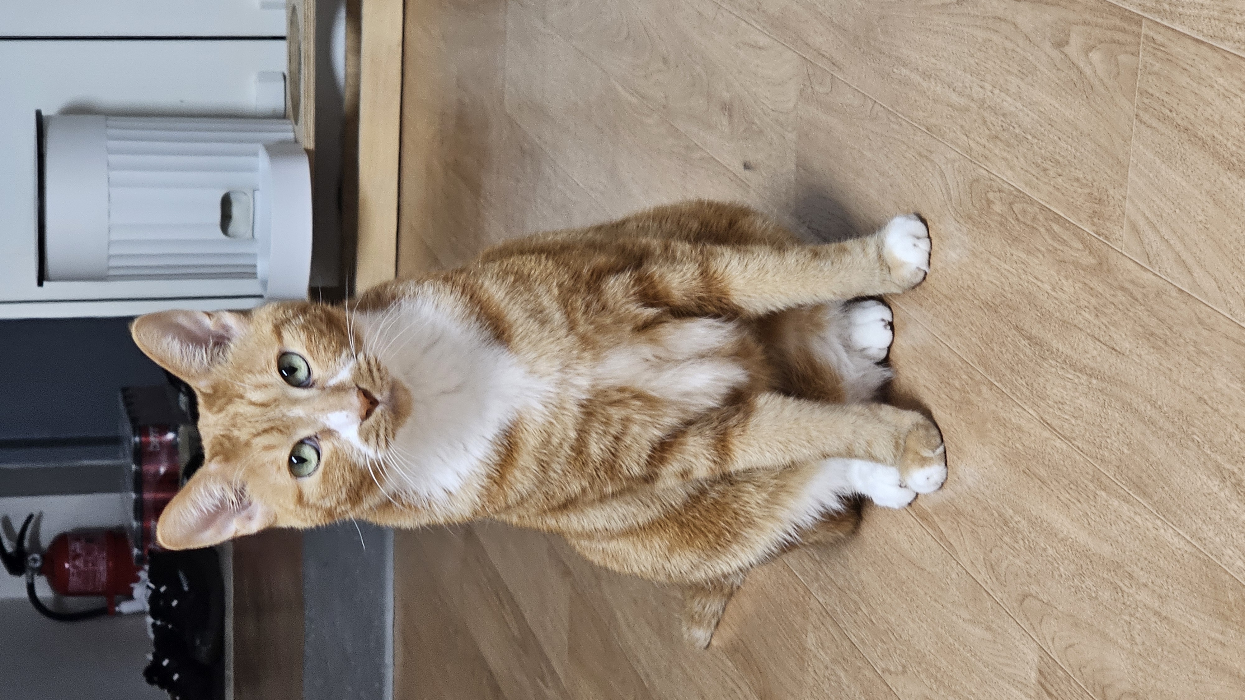 필구와 함께한지 11개월째^^