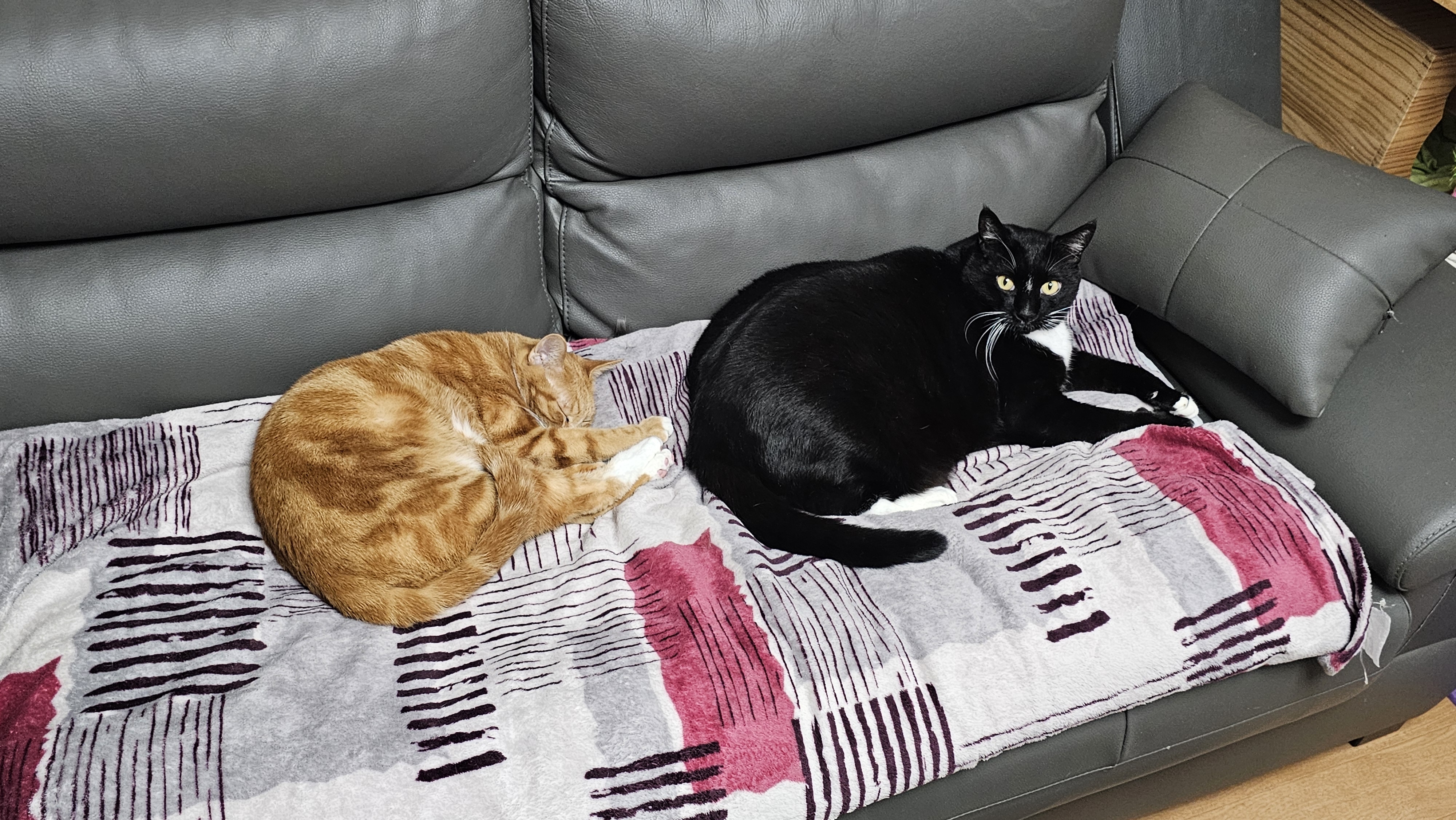 필구와 함께한지 11개월째^^