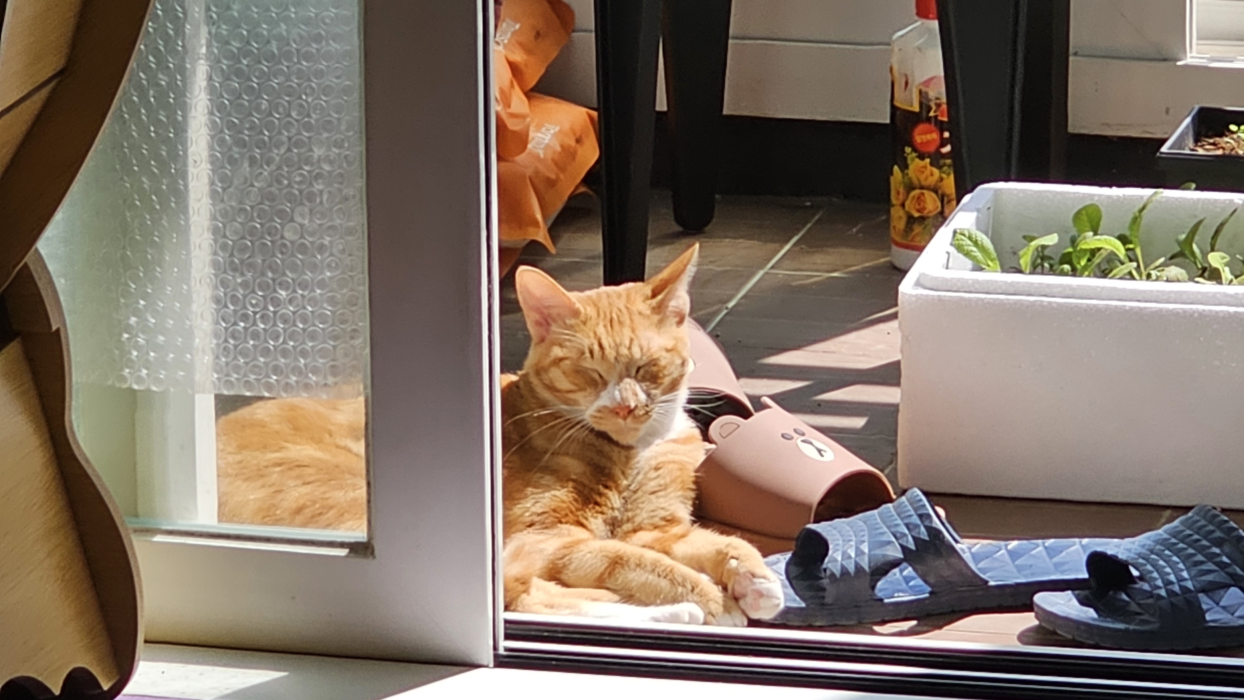 필구와 함께한지 11개월째^^