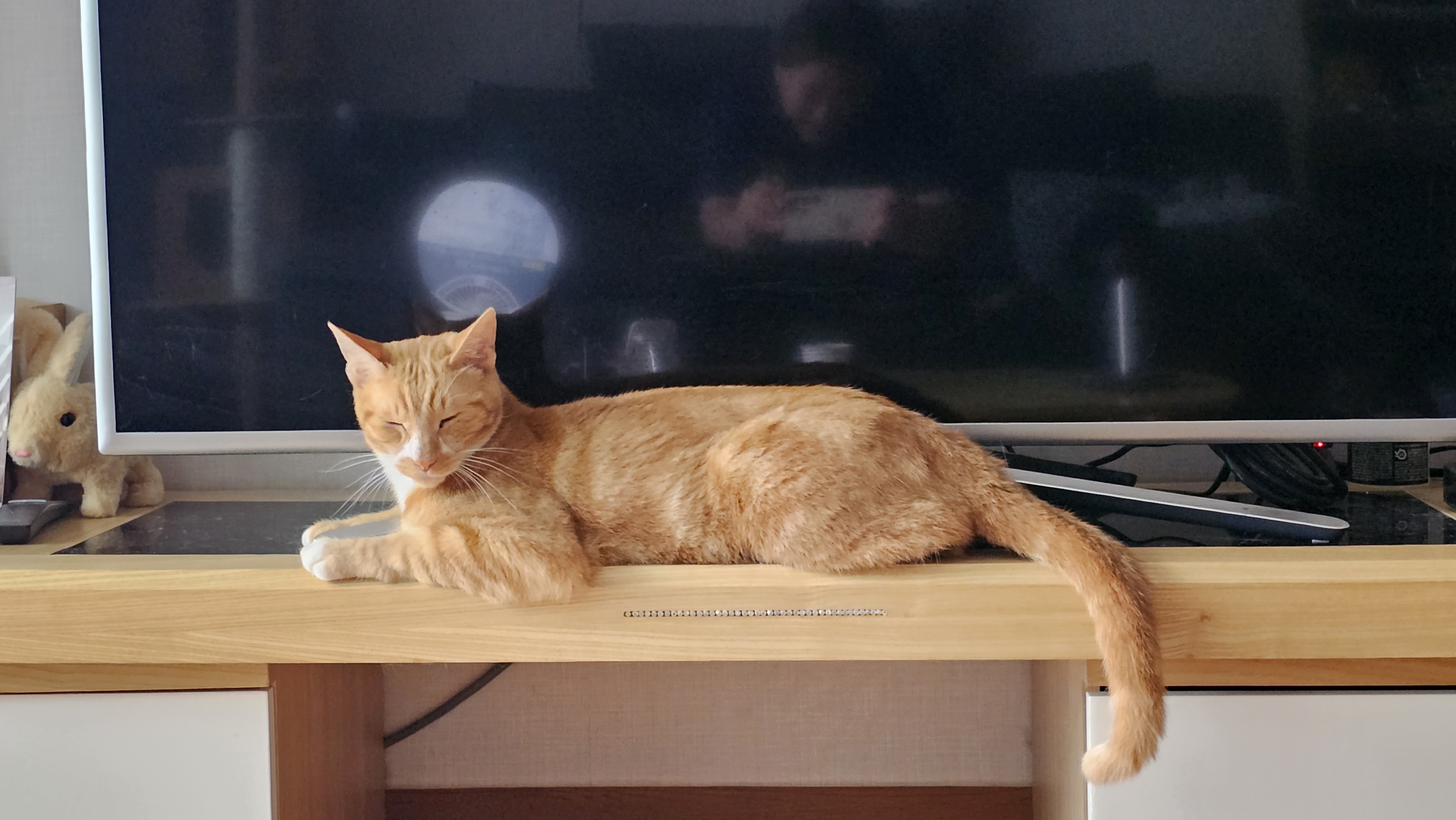 필구와 함께한지 11개월째^^