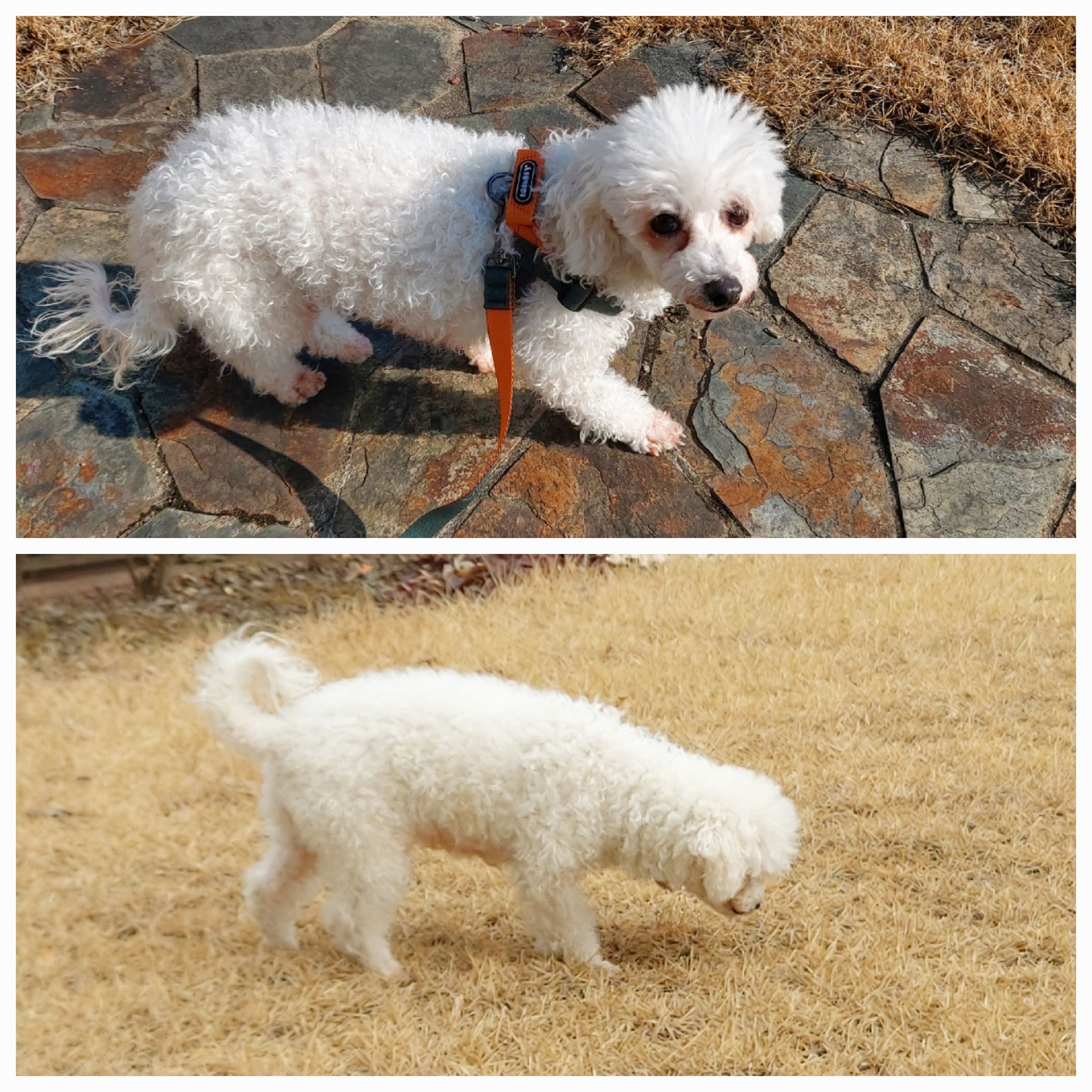 다온(푸양이) & 누림(양이) 벌써 한달..