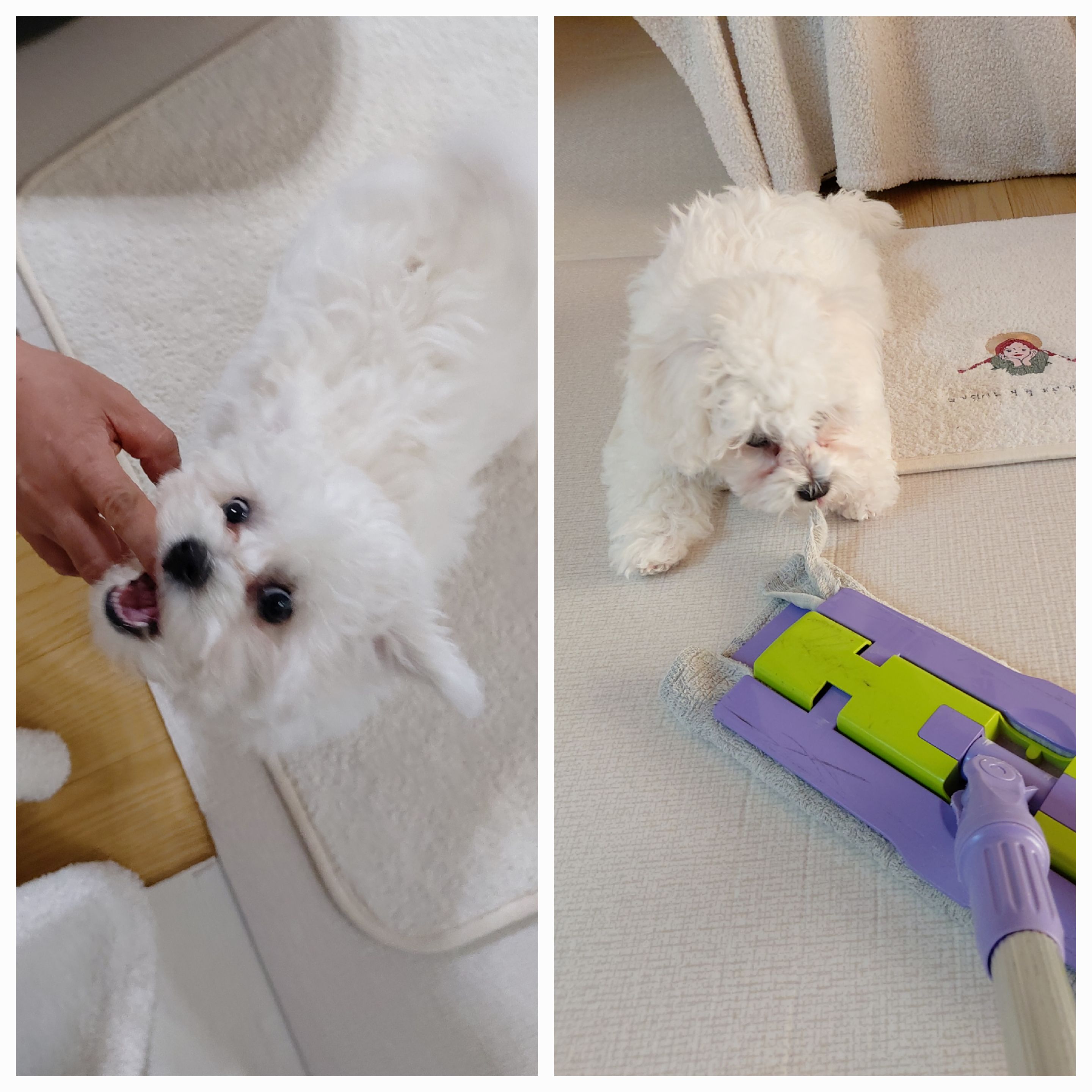 다온(푸양이) & 누림(양이) 벌써 한달..