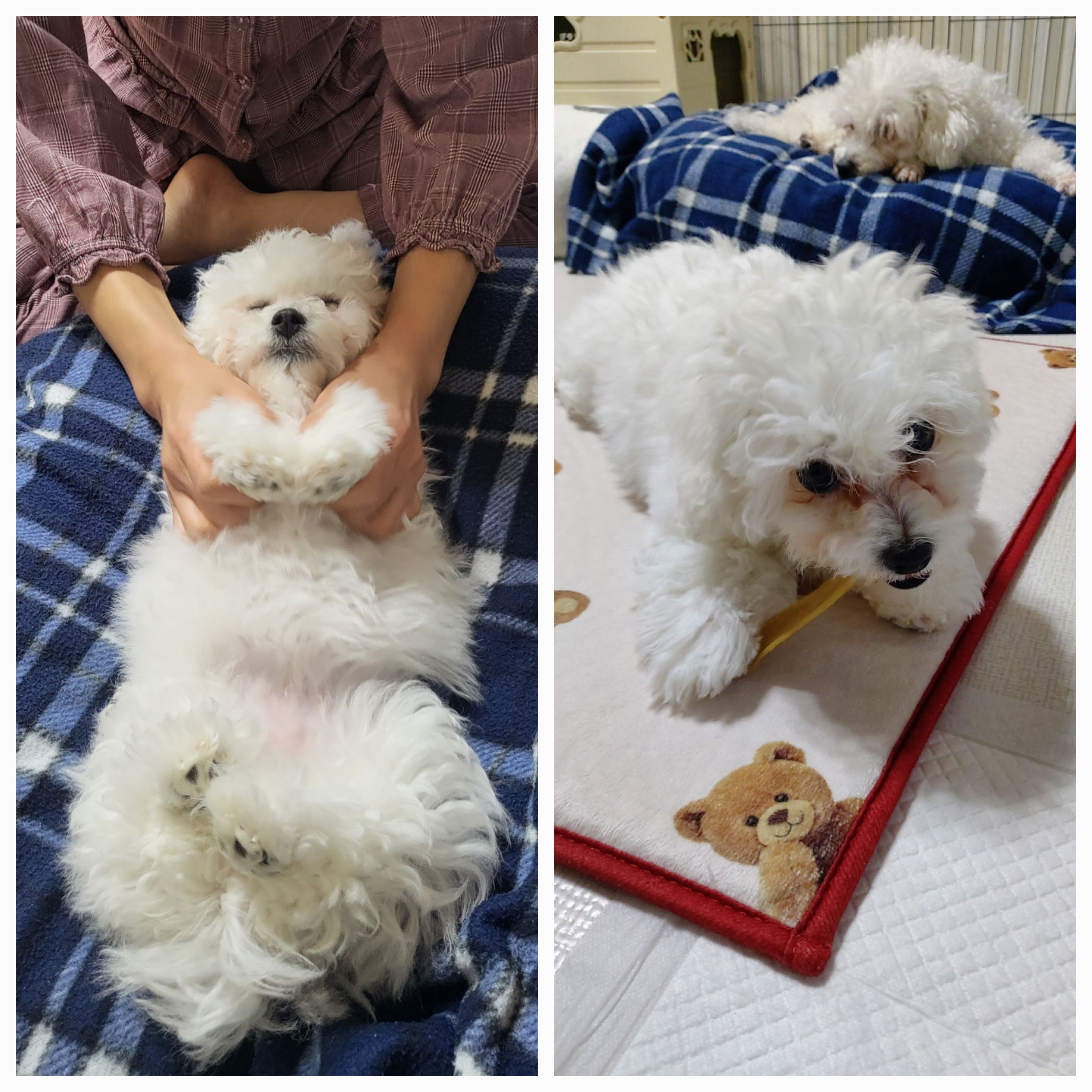 다온(푸양이) & 누림(양이) 벌써 한달..