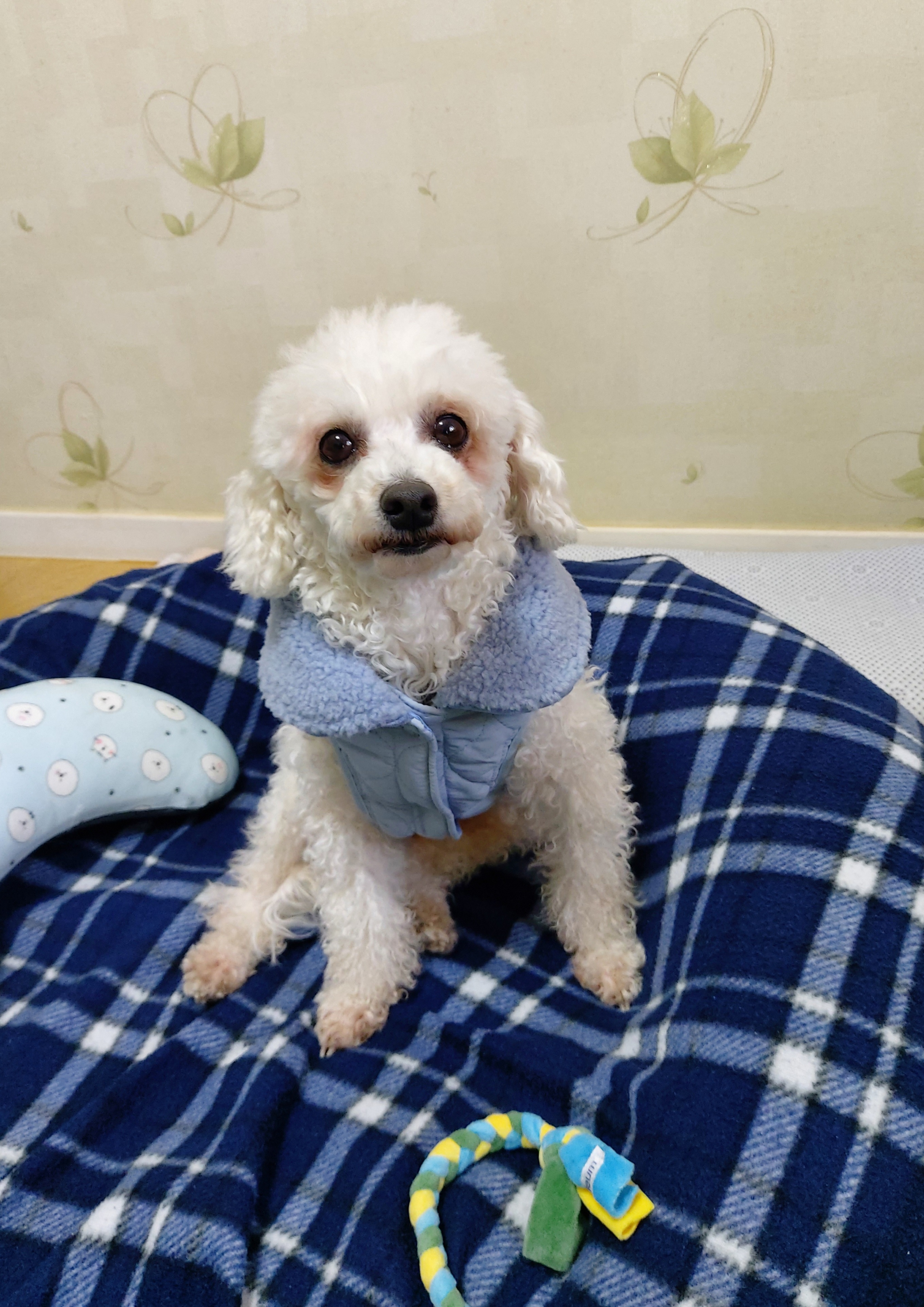 다온(푸양이) & 누림(양이) 벌써 한달..