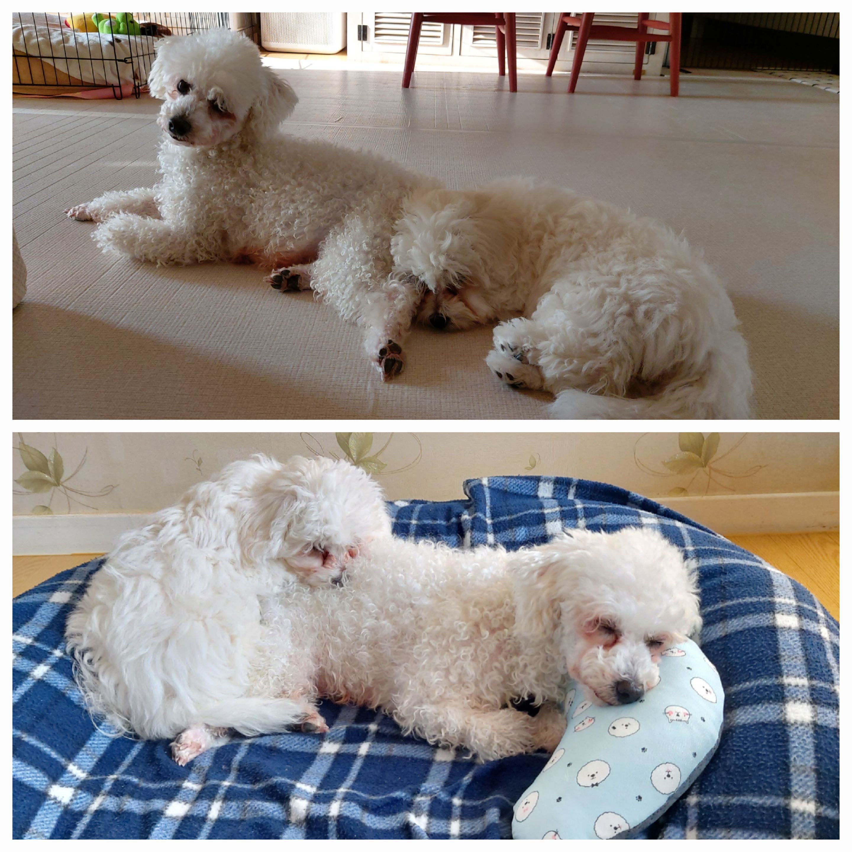 다온(푸양이) & 누림(양이) 벌써 한달..