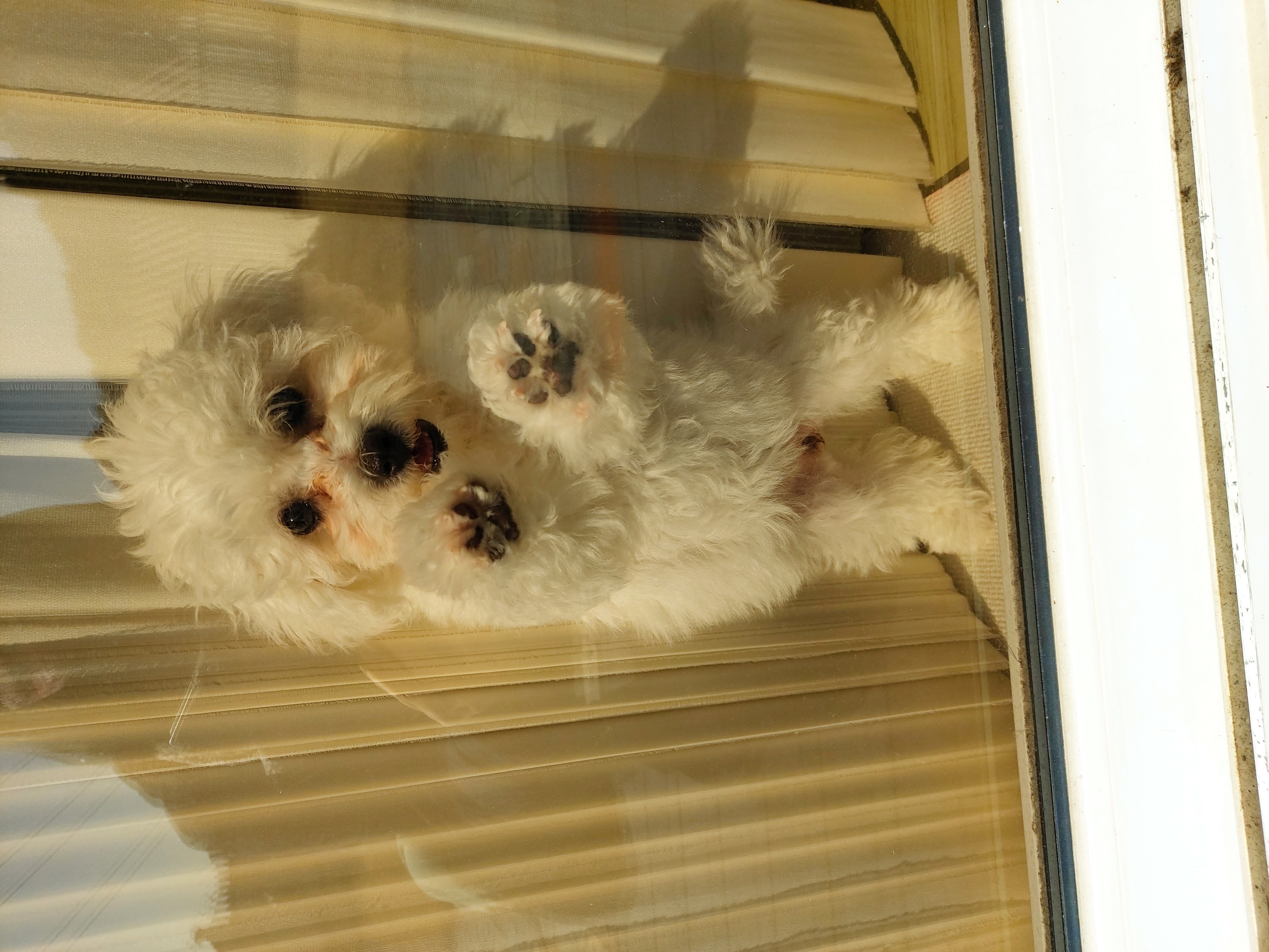 다온(푸양이) & 누림(양이) 벌써 한달..