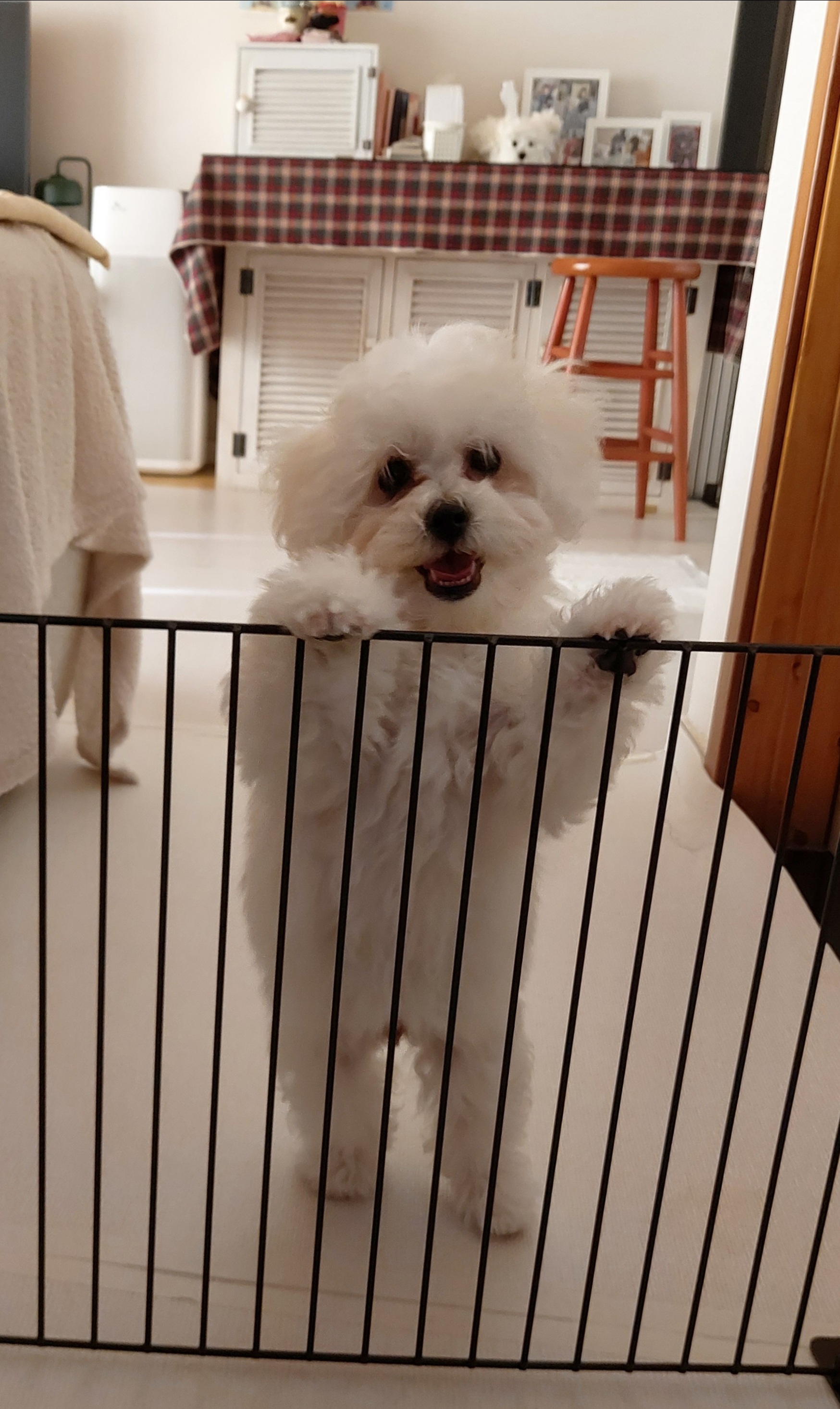 다온(푸양이) & 누림(양이) 벌써 한달..