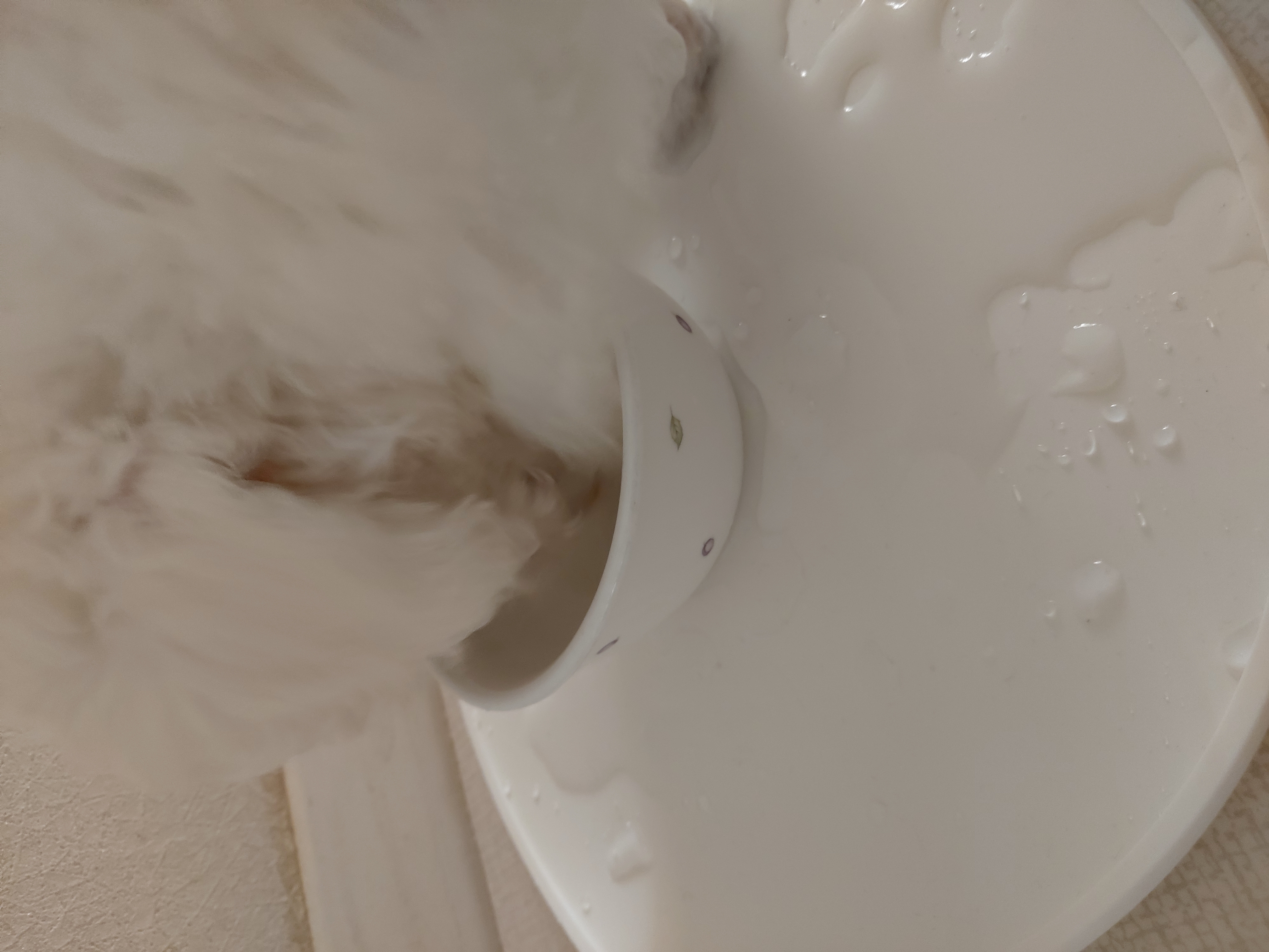 다온(푸양이) & 누림(양이) 벌써 한달..