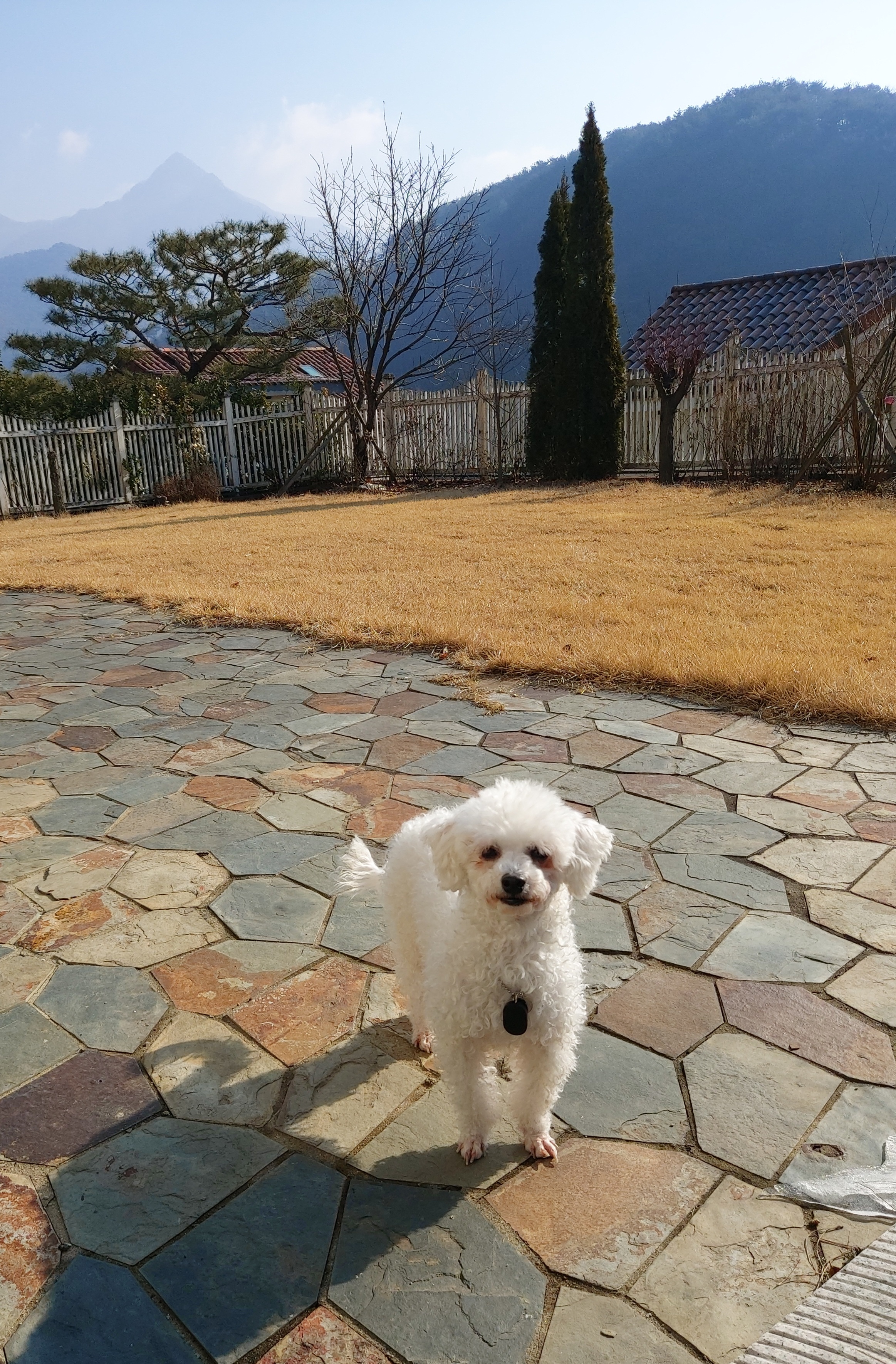 다온(푸양이) & 누림(양이) 벌써 한달..