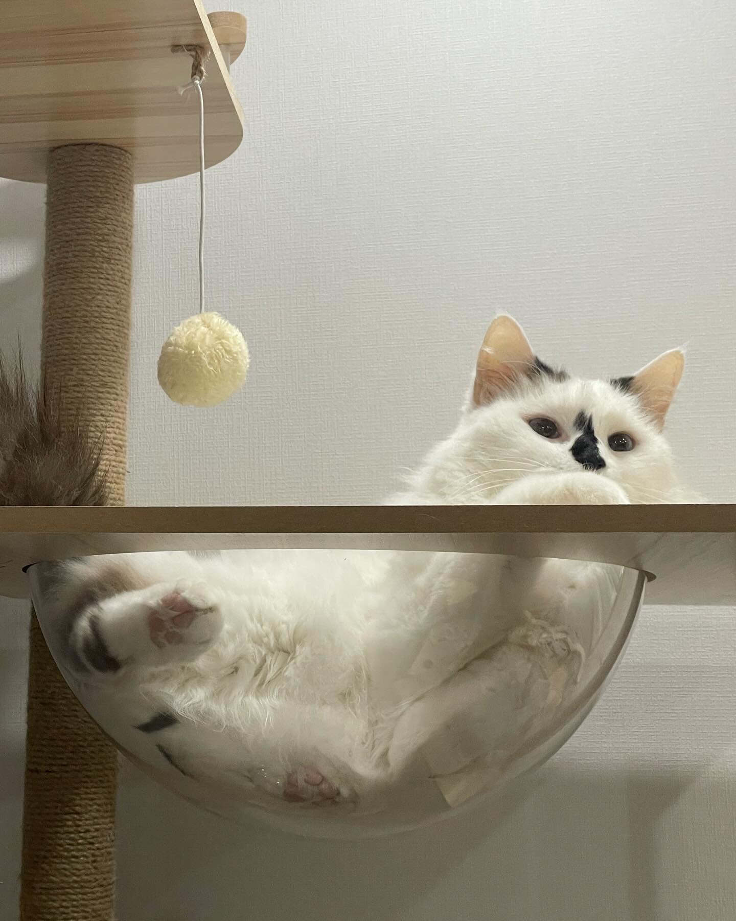 달이(썸씽이)와 함께한지 3달차 입니다~!