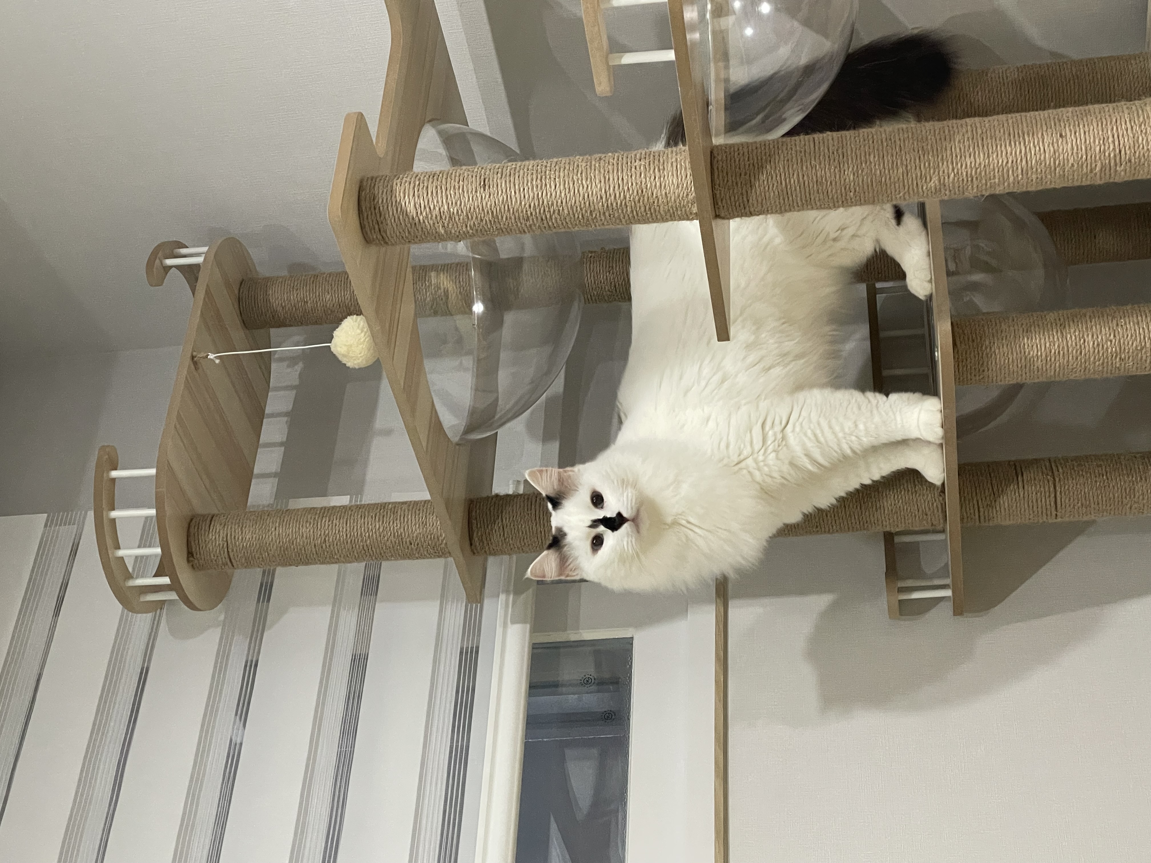 달이(썸씽이)와 함께한지 3달차 입니다~!