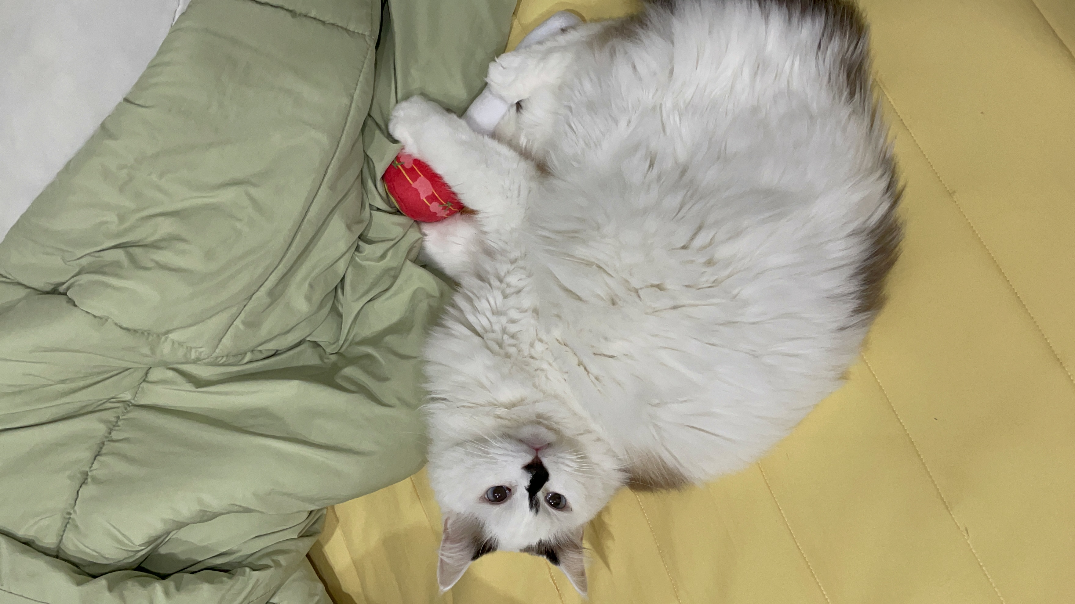 달이(썸씽이)와 함께한지 3달차 입니다~!