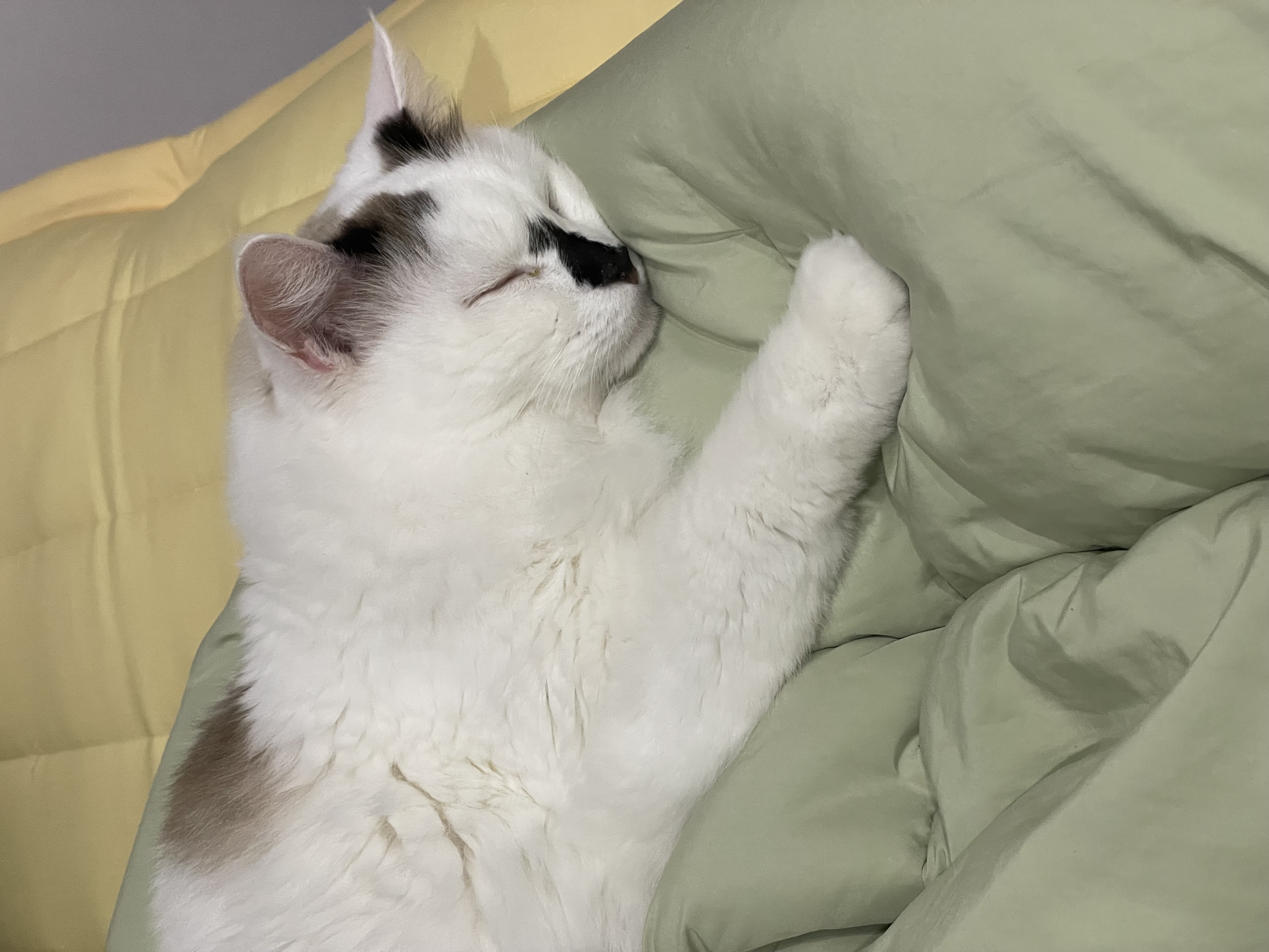 달이(썸씽이)와 함께한지 3달차 입니다~!