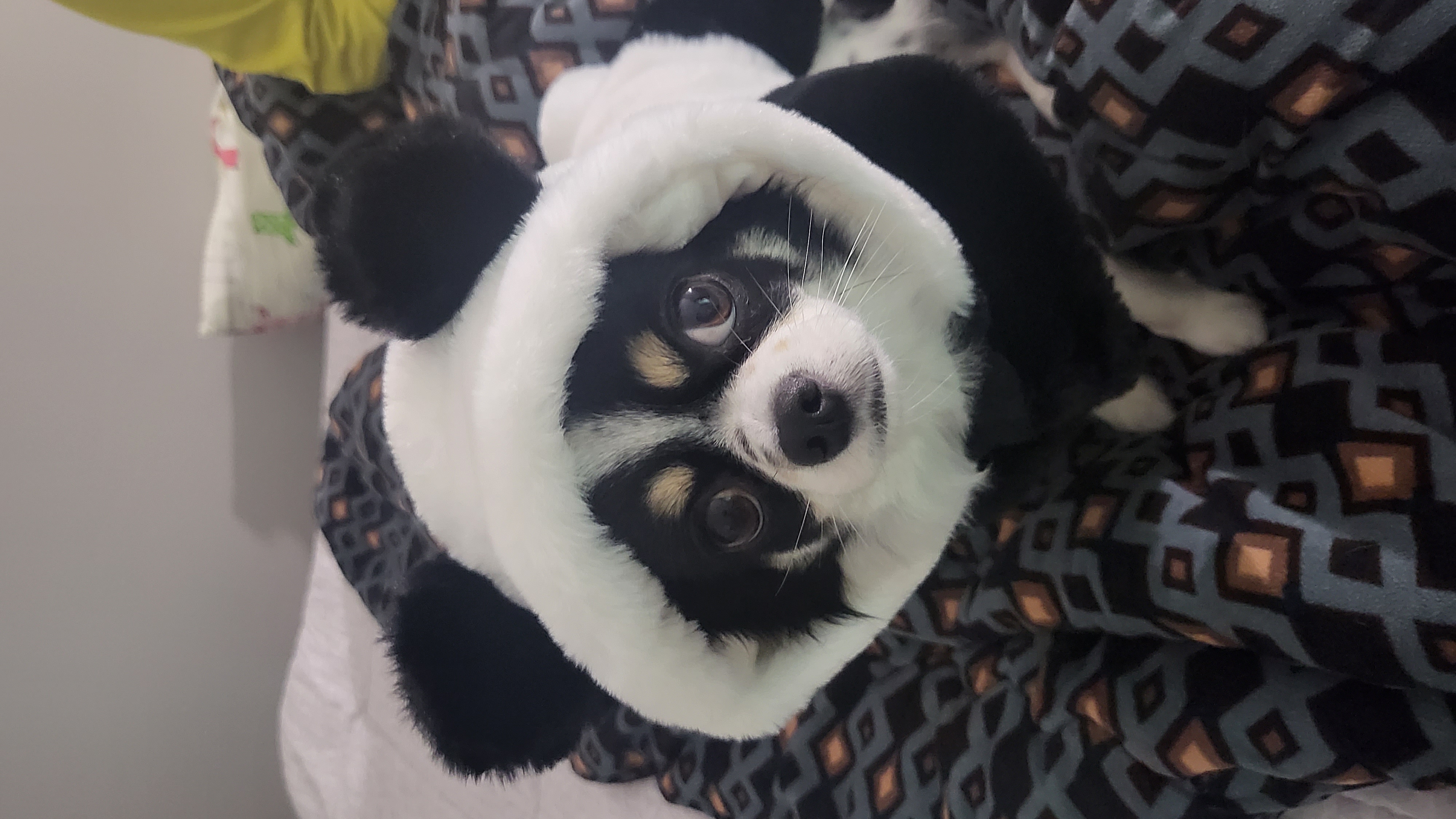 이몬이 오랜만에.왔어요