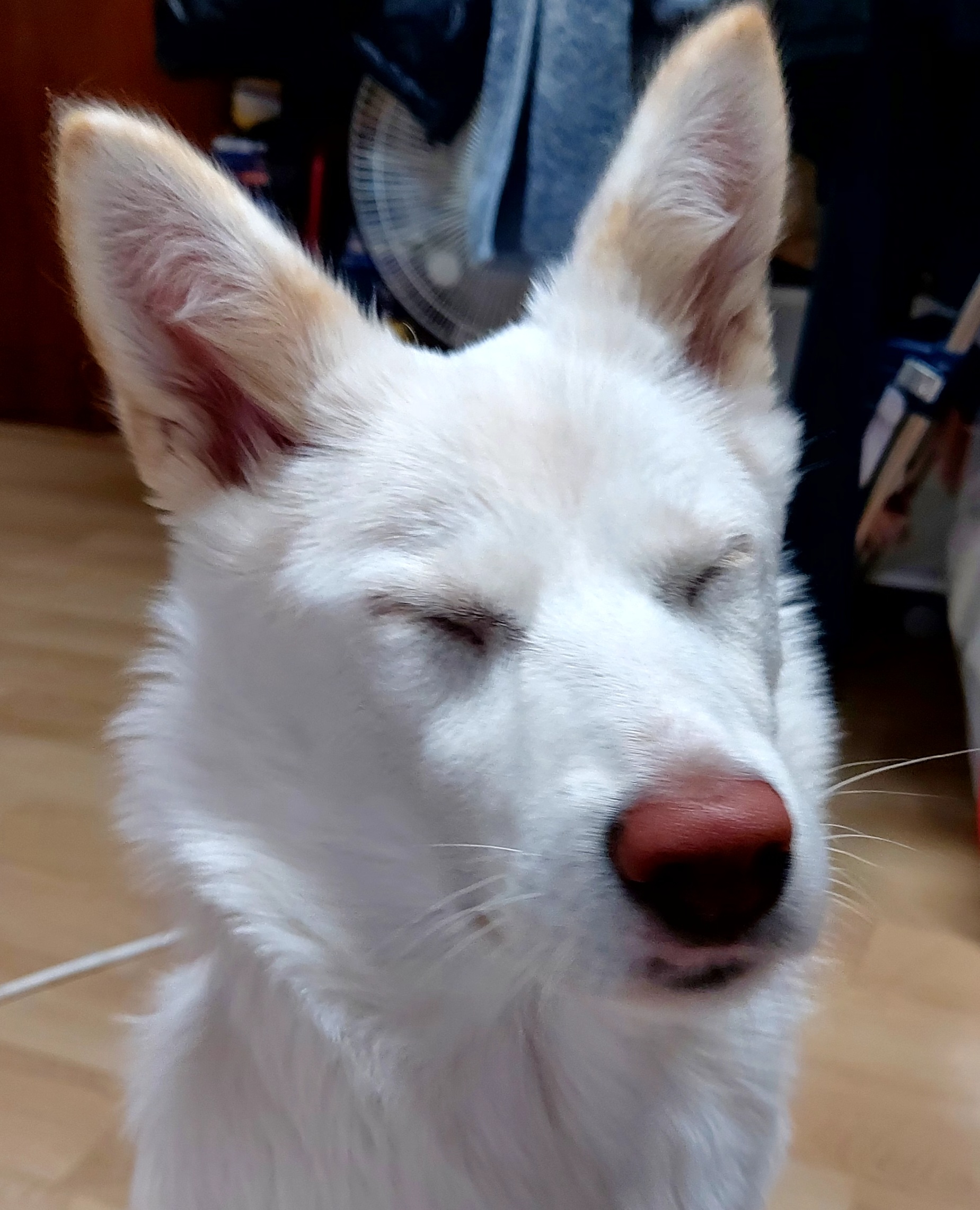 송이와살고싶어요