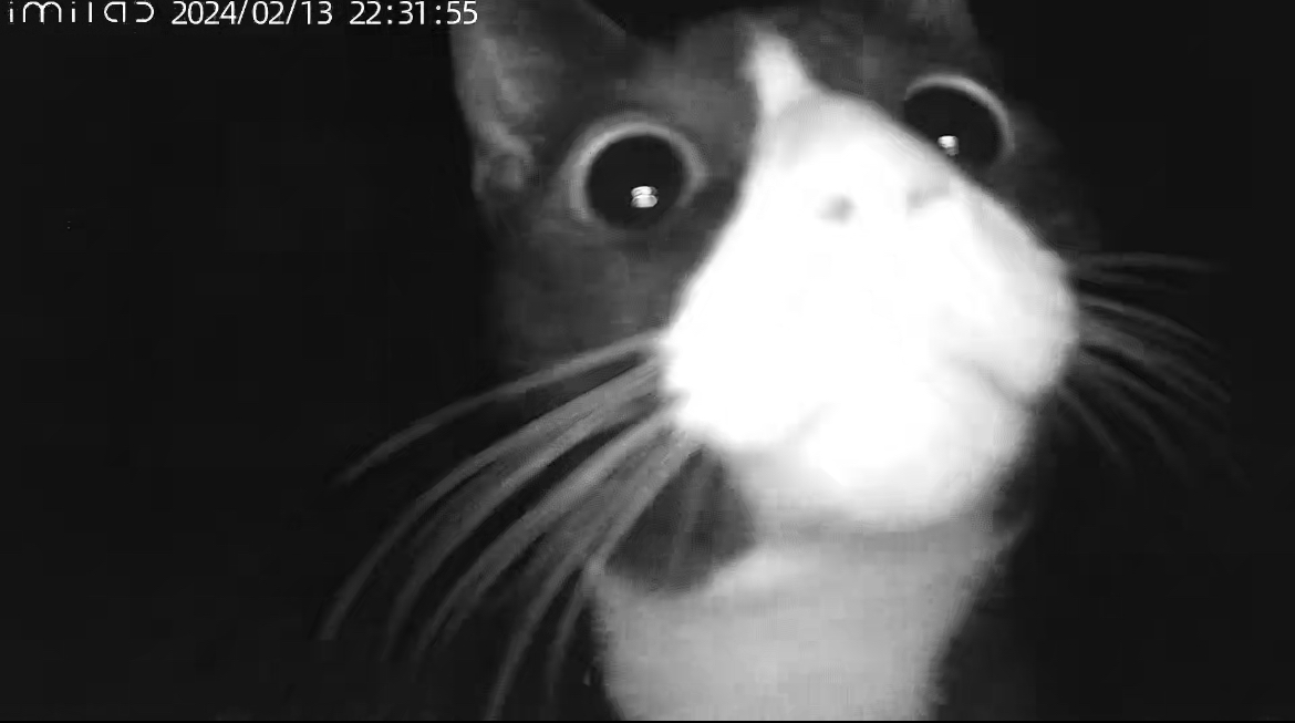 설이 (구. 쮸니) 일주일 입양 후기