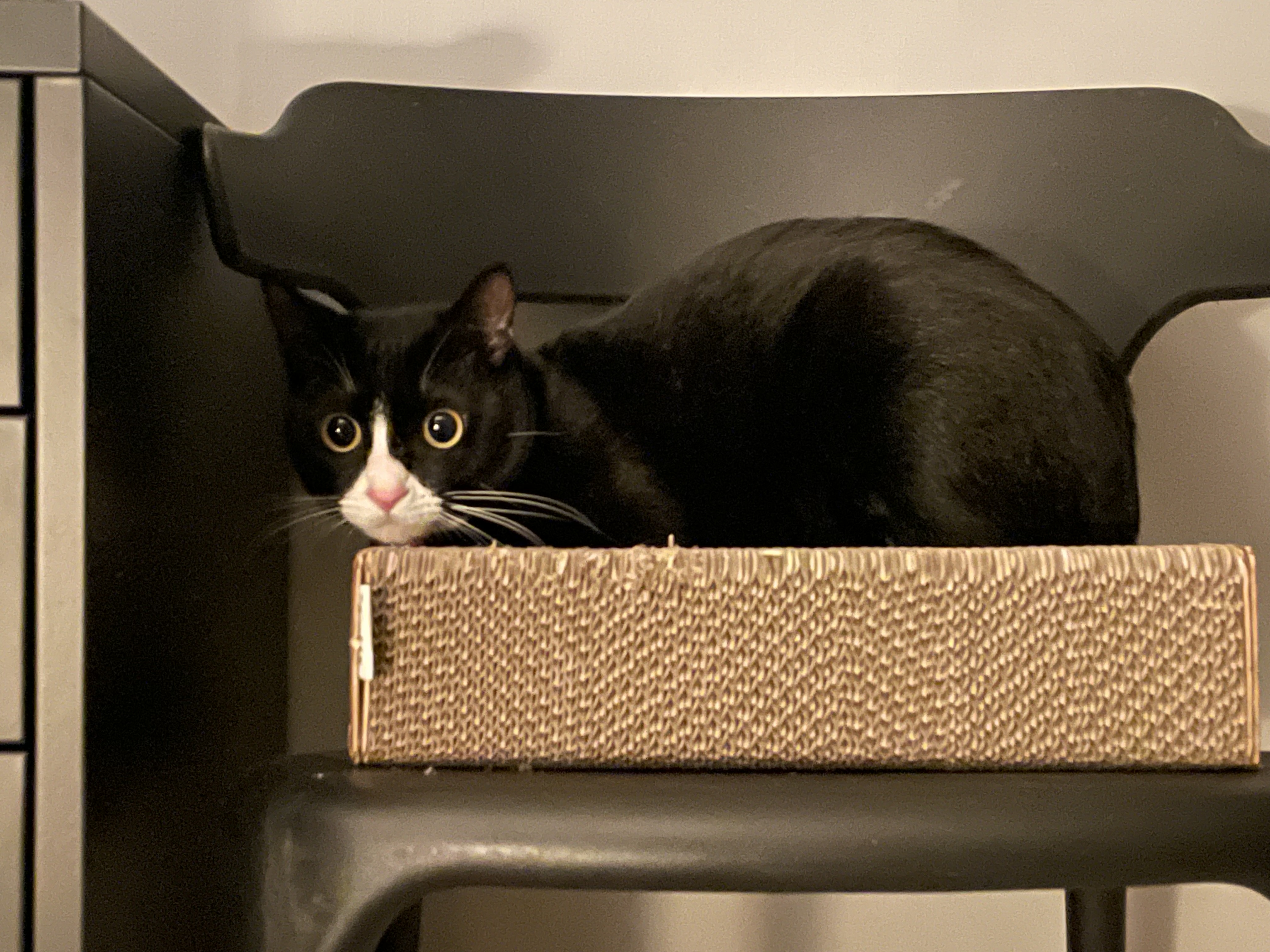 설이 (구. 쮸니) 일주일 입양 후기