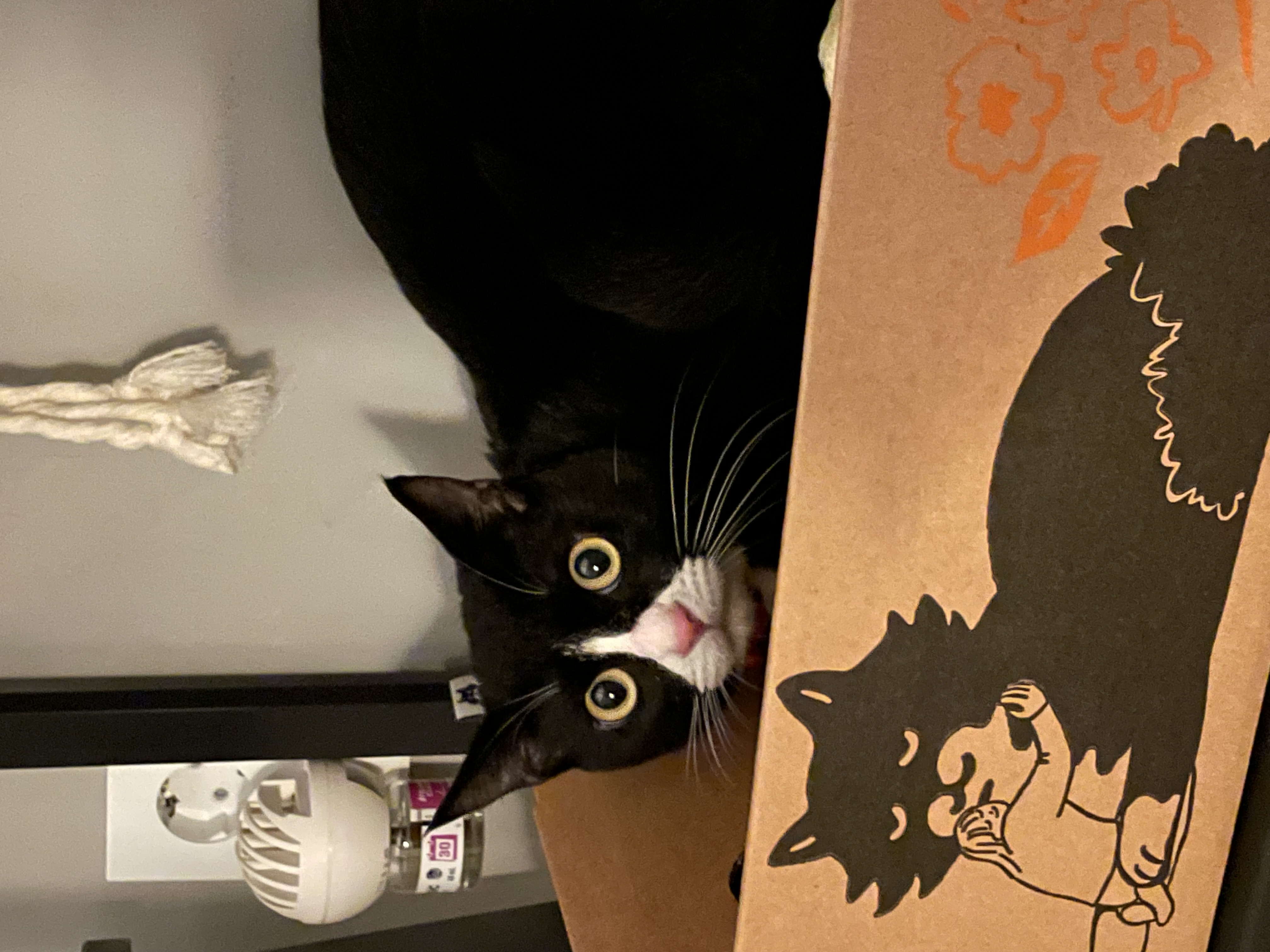 설이 (구. 쮸니) 일주일 입양 후기