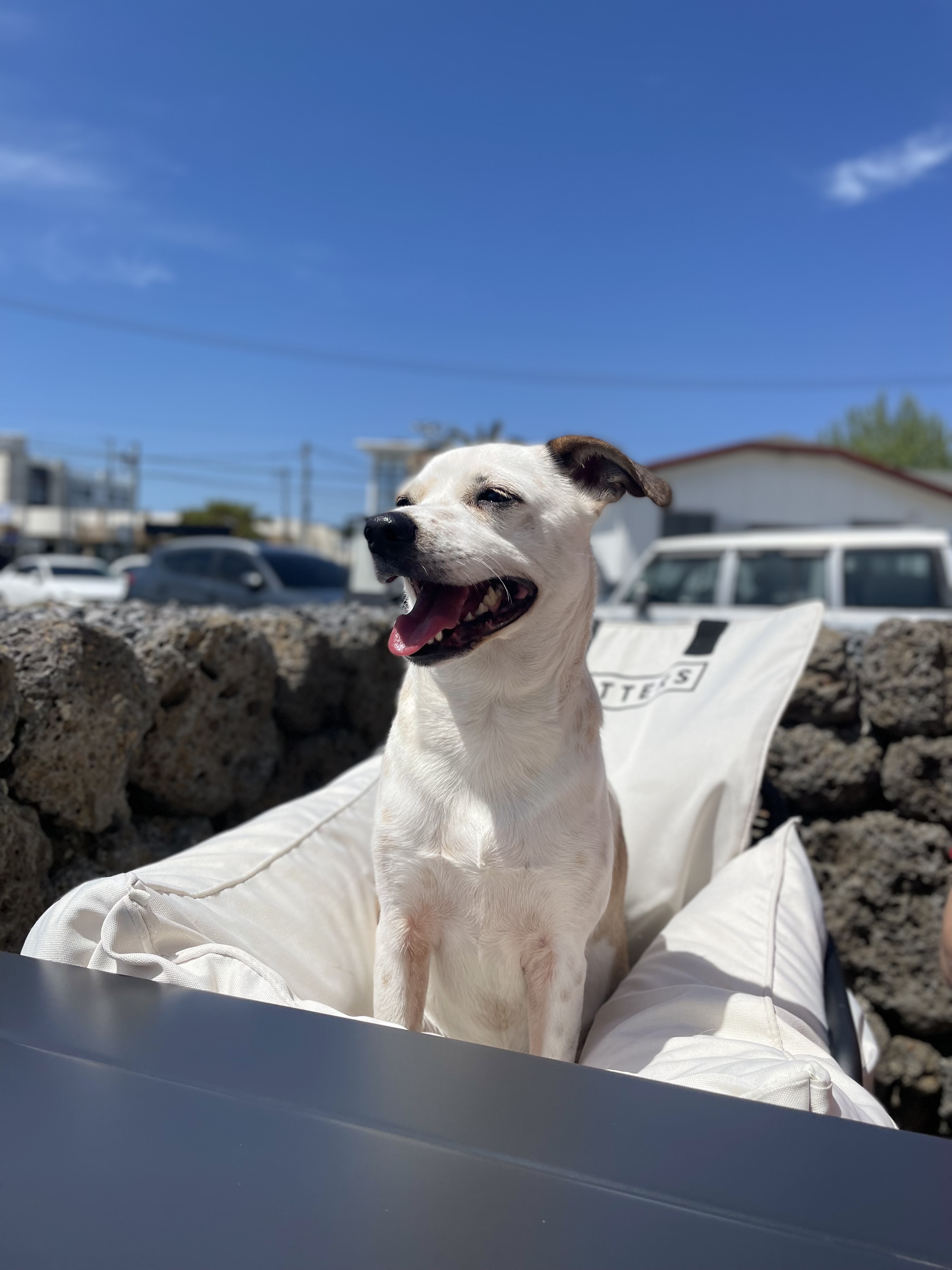 당이근이 당근자매 (도도/그삼이)