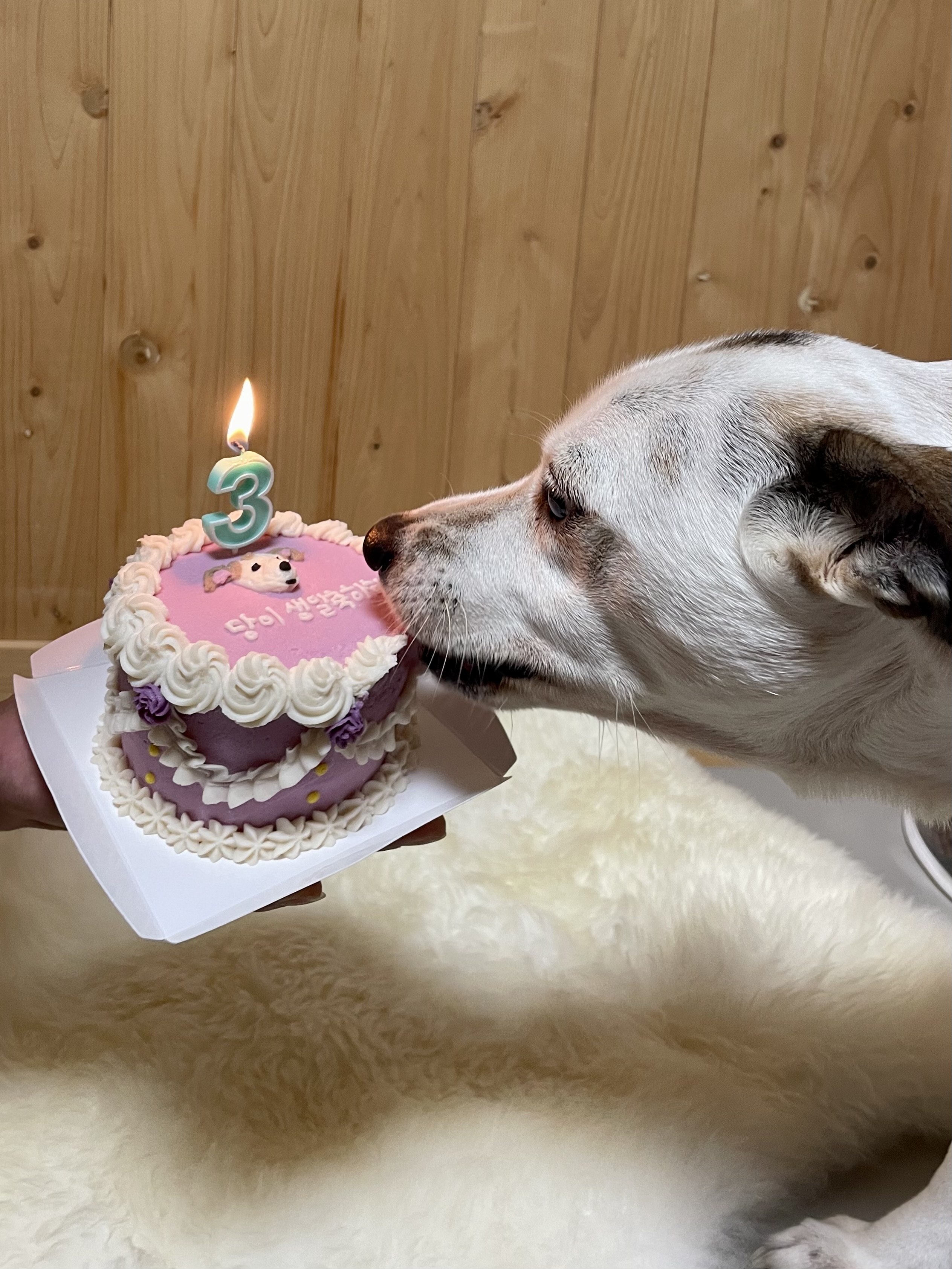 당이근이 당근자매 (도도/그삼이)