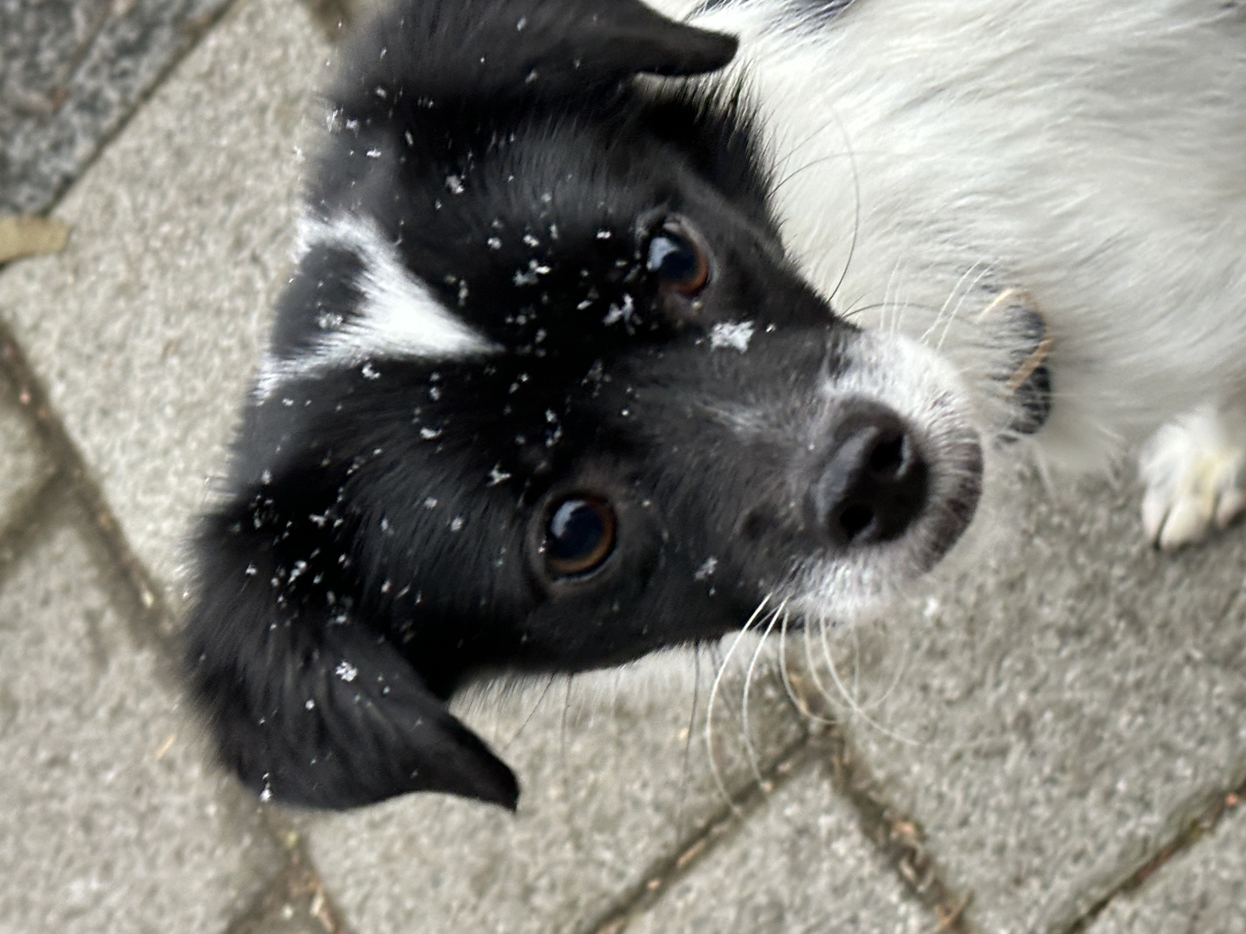 다온이 (루루) 1년 째!